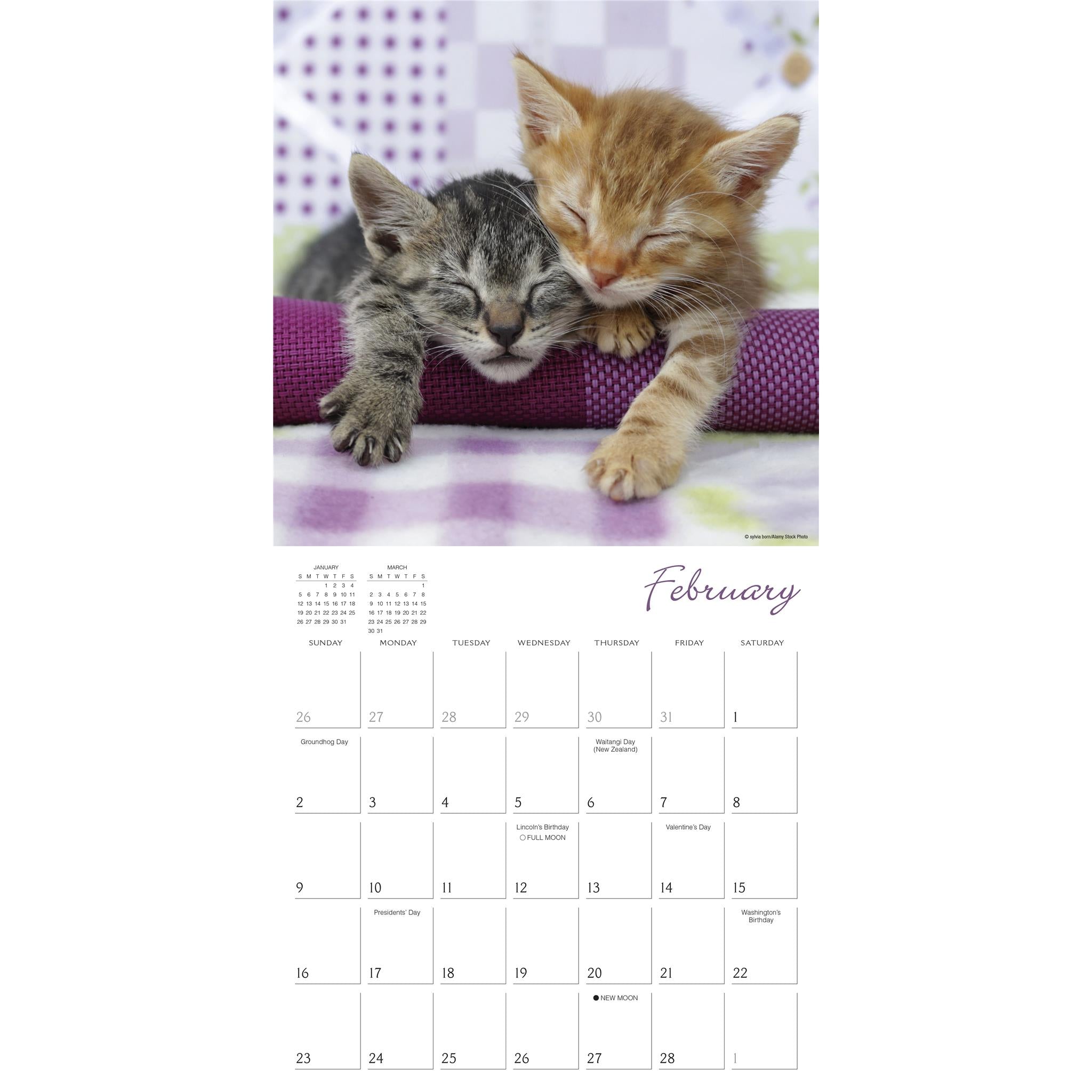 Cat Naps Wall 2025 Calendar - Online Exclusive