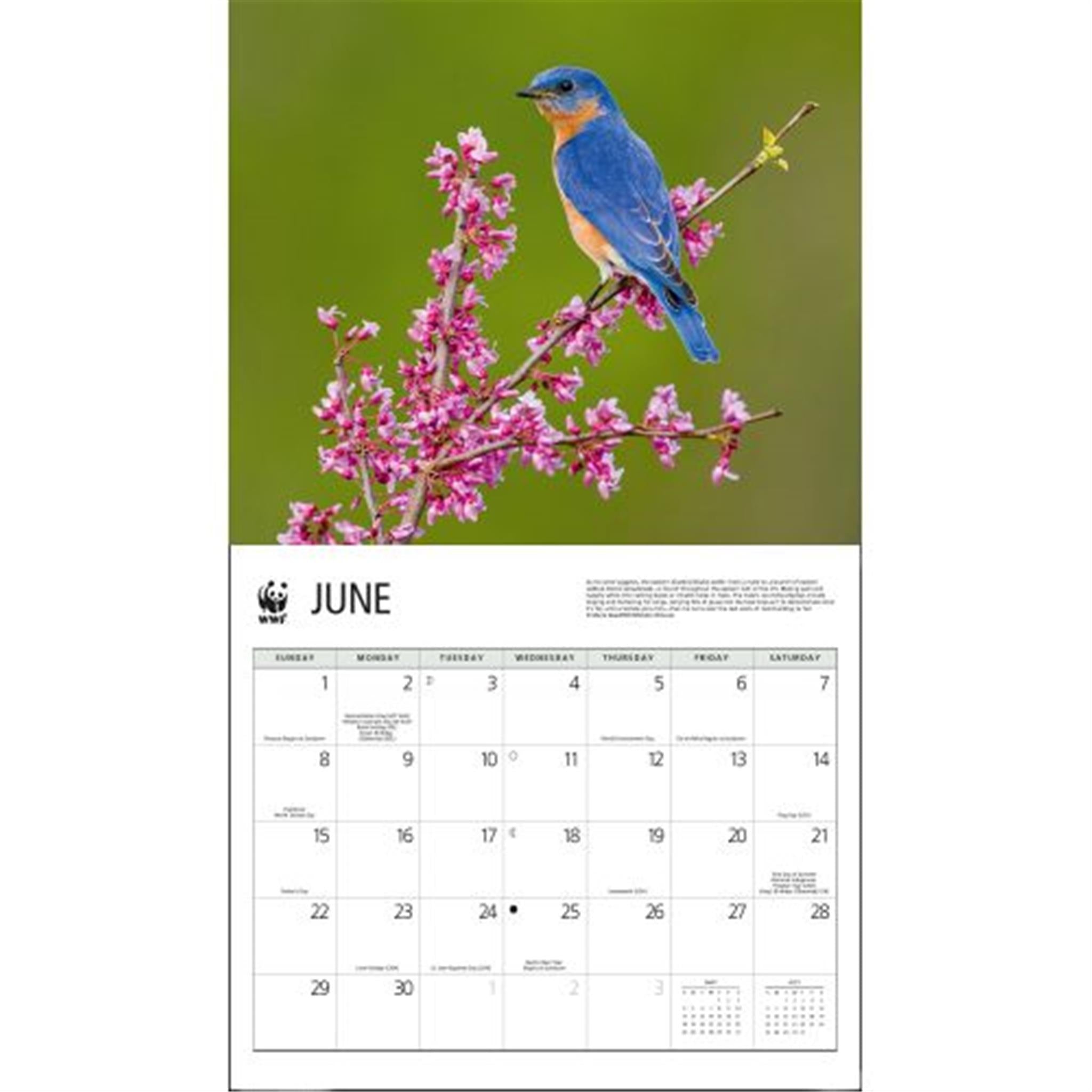 Songbirds World Wildlife Fund Wall 2025 Calendar