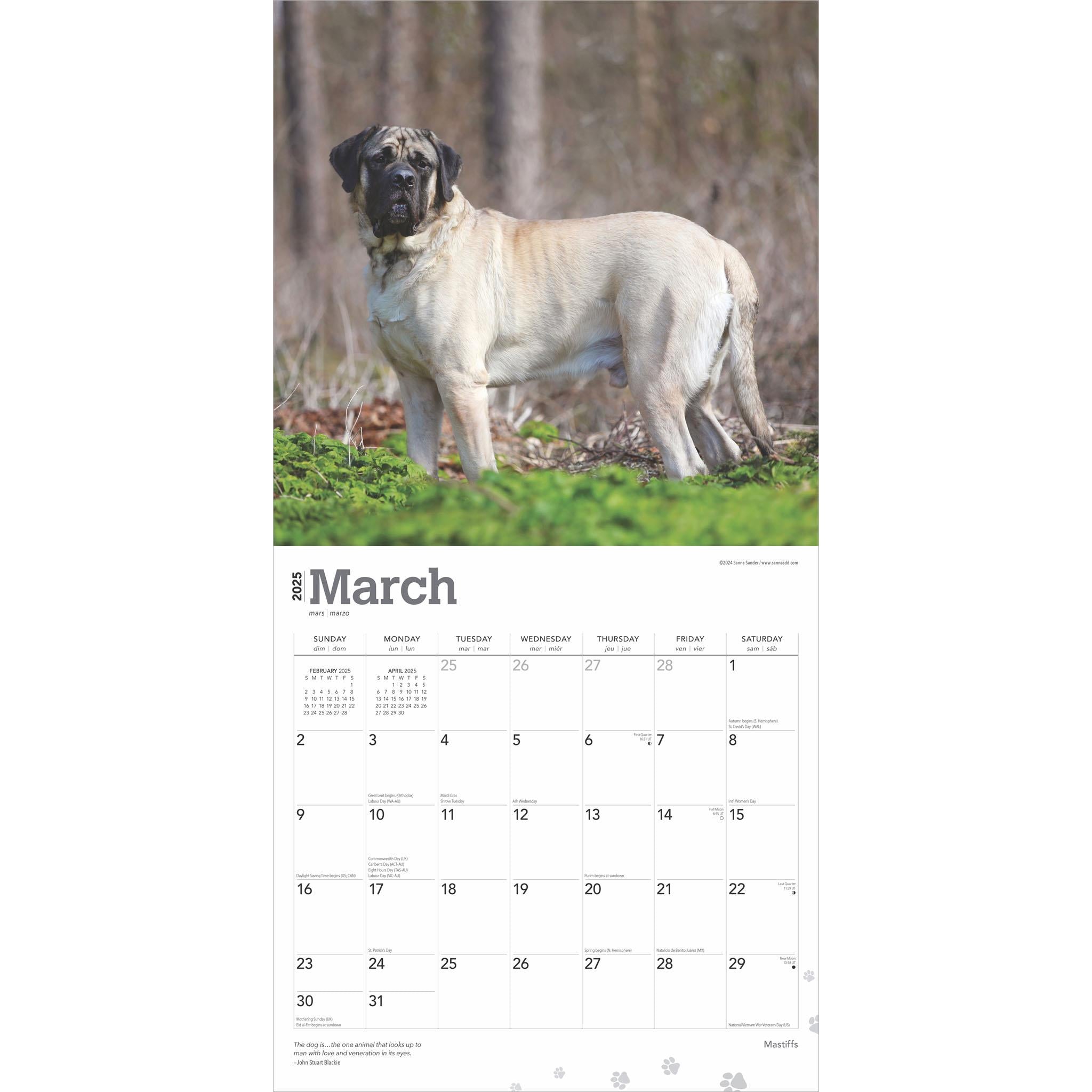 Mastiffs Wall 2025 Calendar