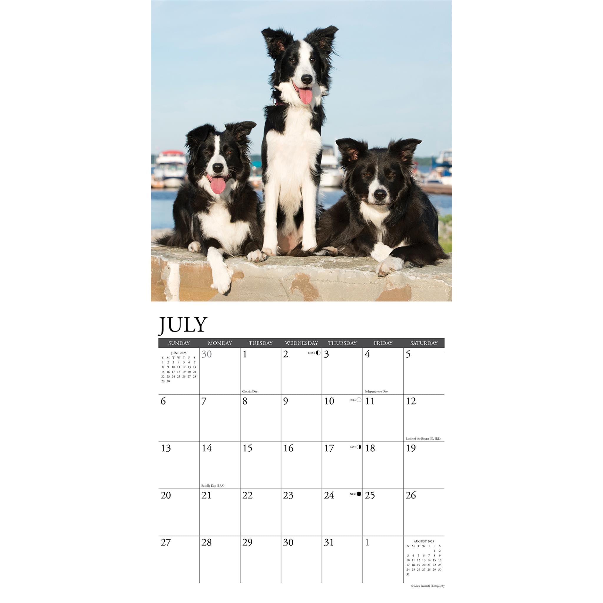 Just Border Collies Wall 2025 Calendar