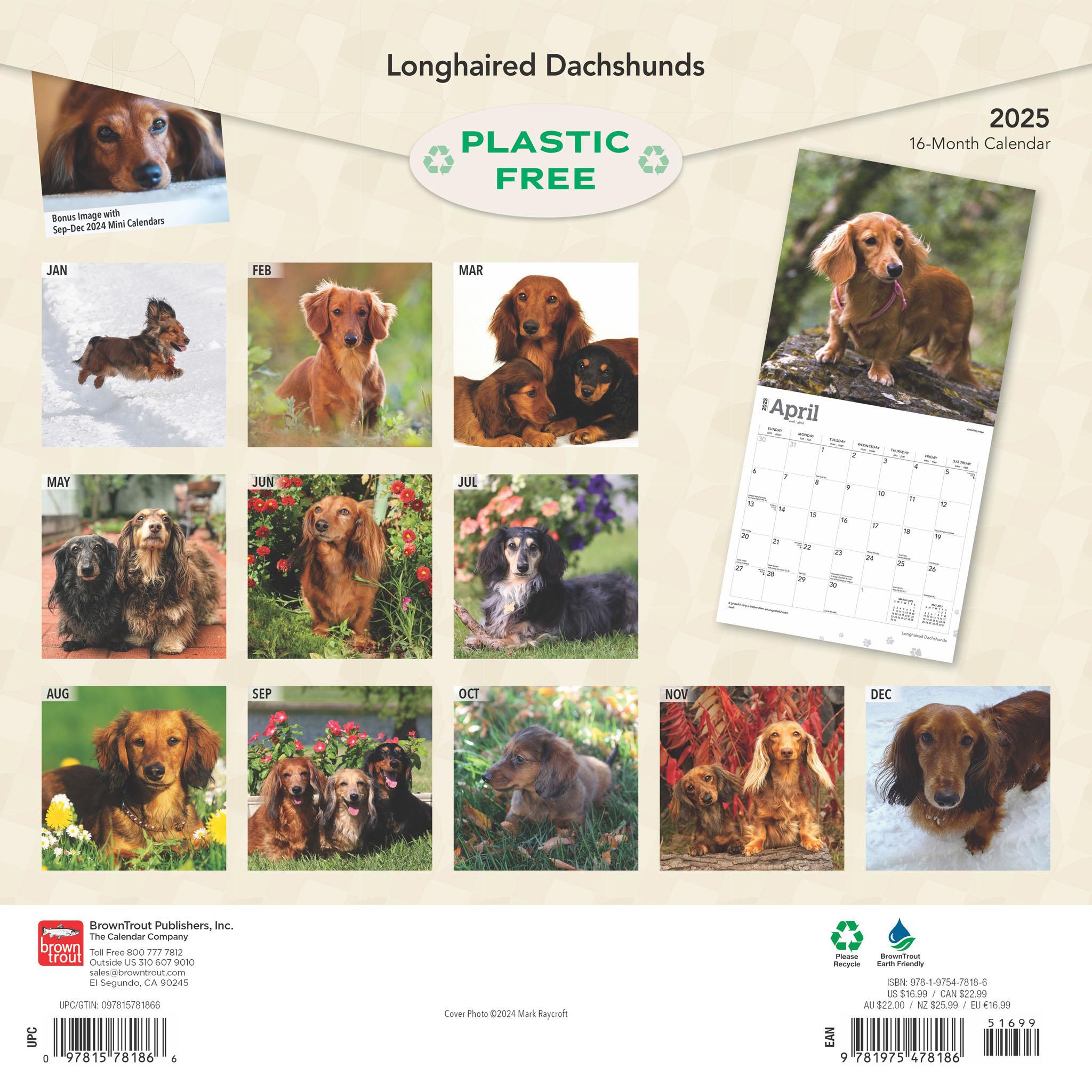 Dachshunds Longhaired Wall 2025 Calendar - Online Exclusive