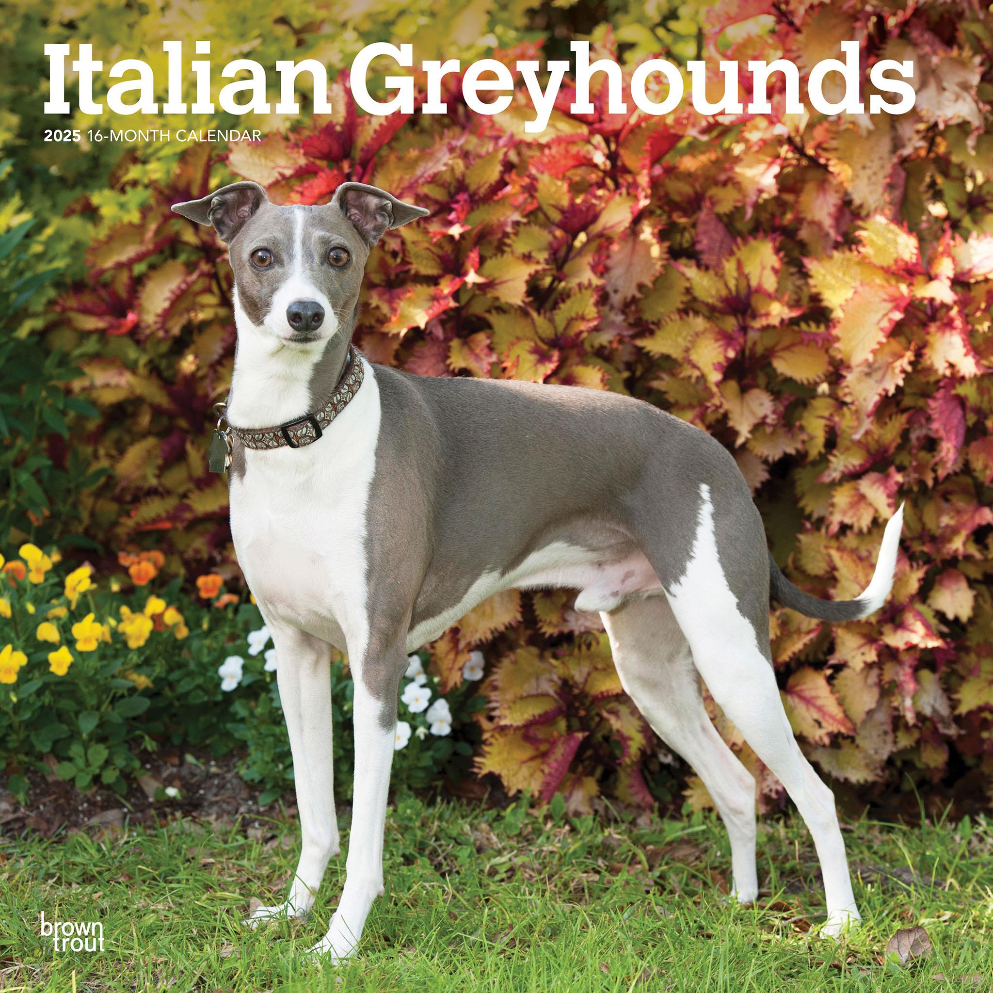 Italian Greyhounds Wall 2025 Calendar - Online Exclusive