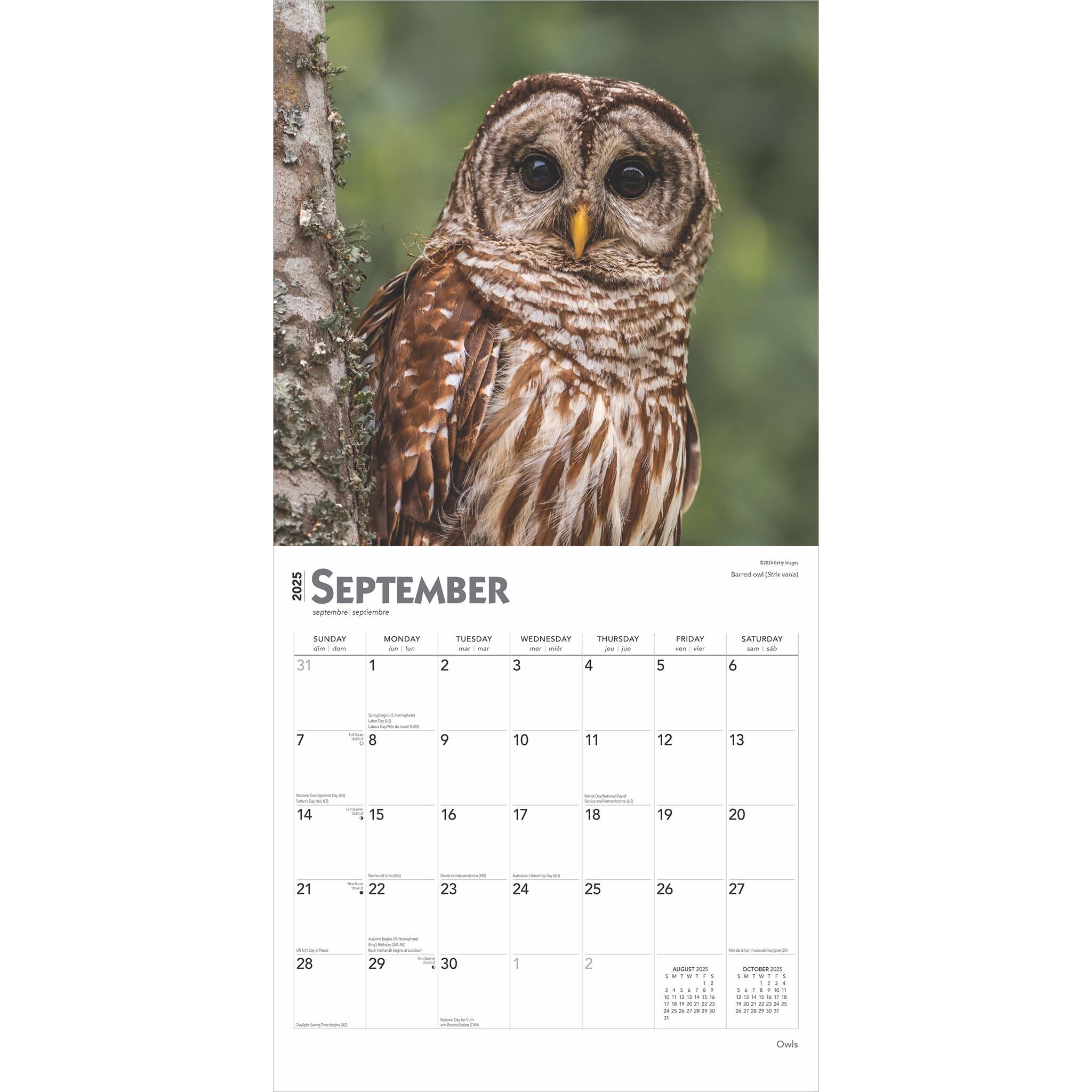 Owls Wall 2025 Calendar