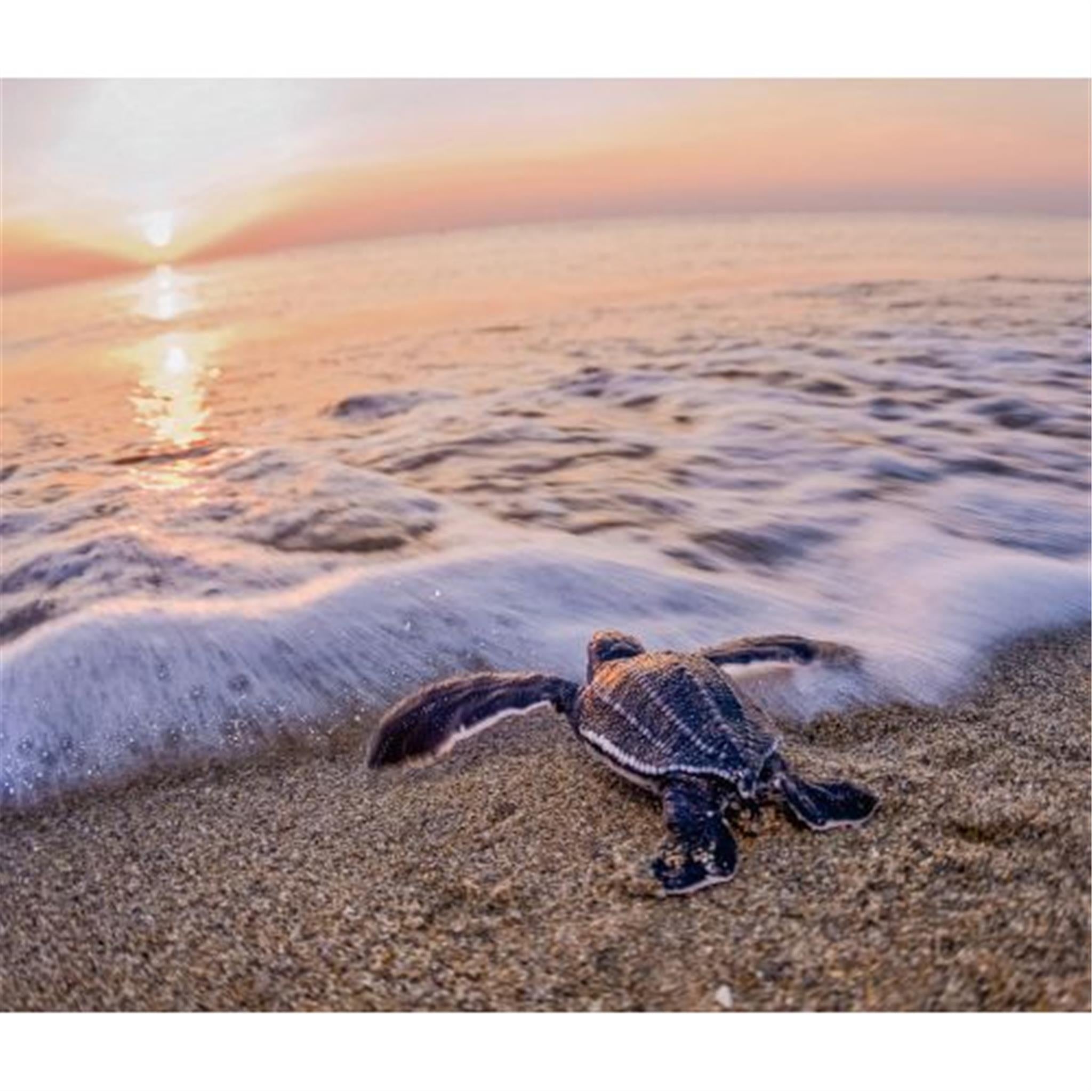 Sea Turtles World Wildlife Fund Wall 2025 Calendar