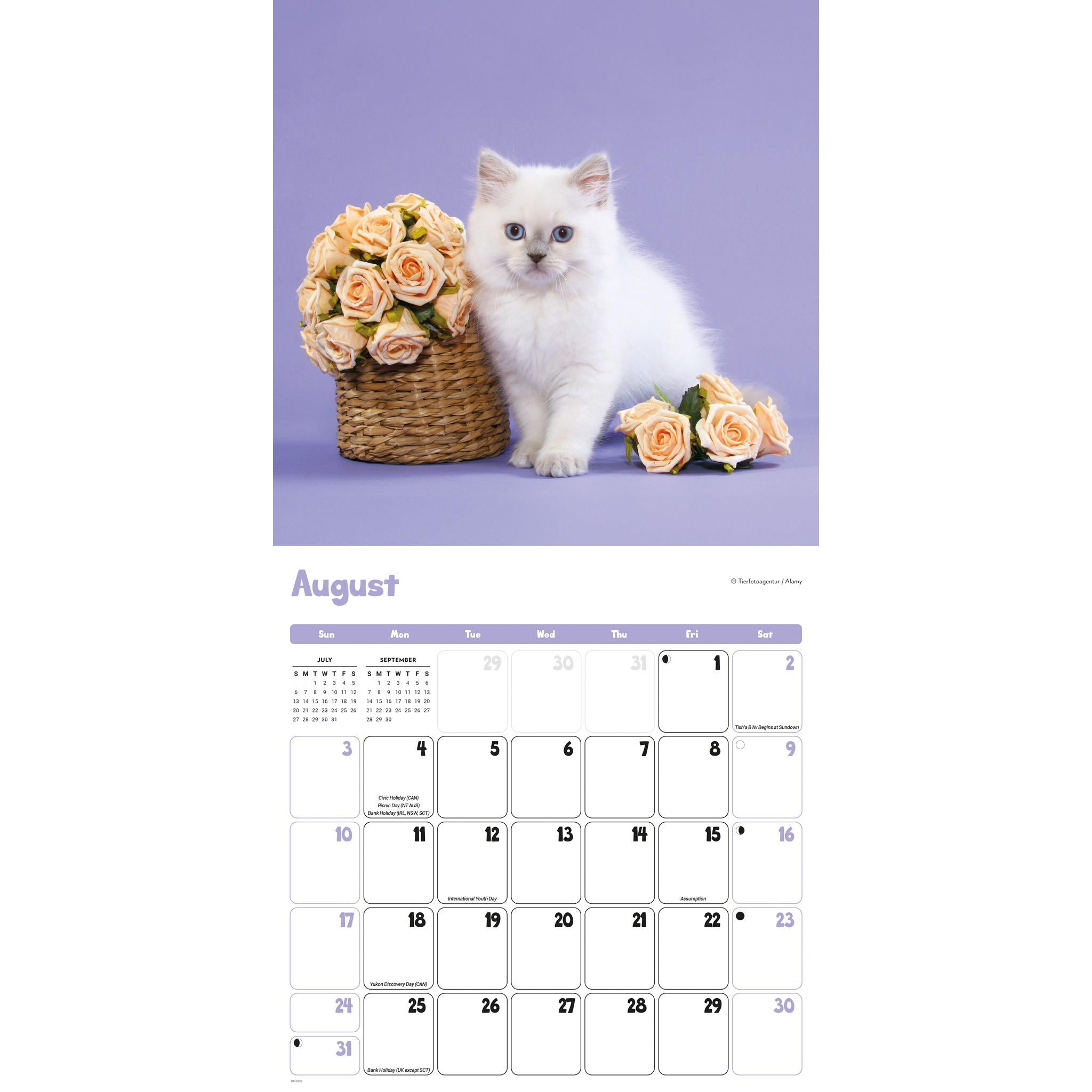 Curious Kittens Wall 2025 Calendar