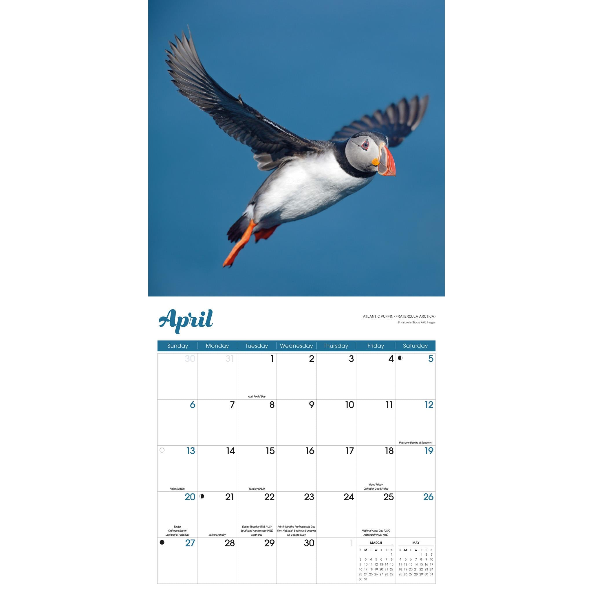 Puffins Wall 2025 Calendar