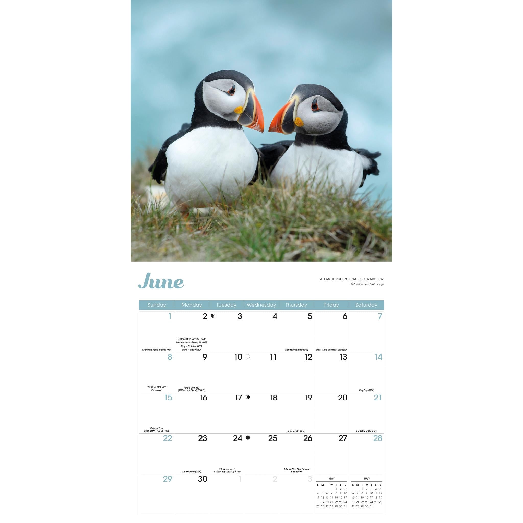 Puffins Wall 2025 Calendar