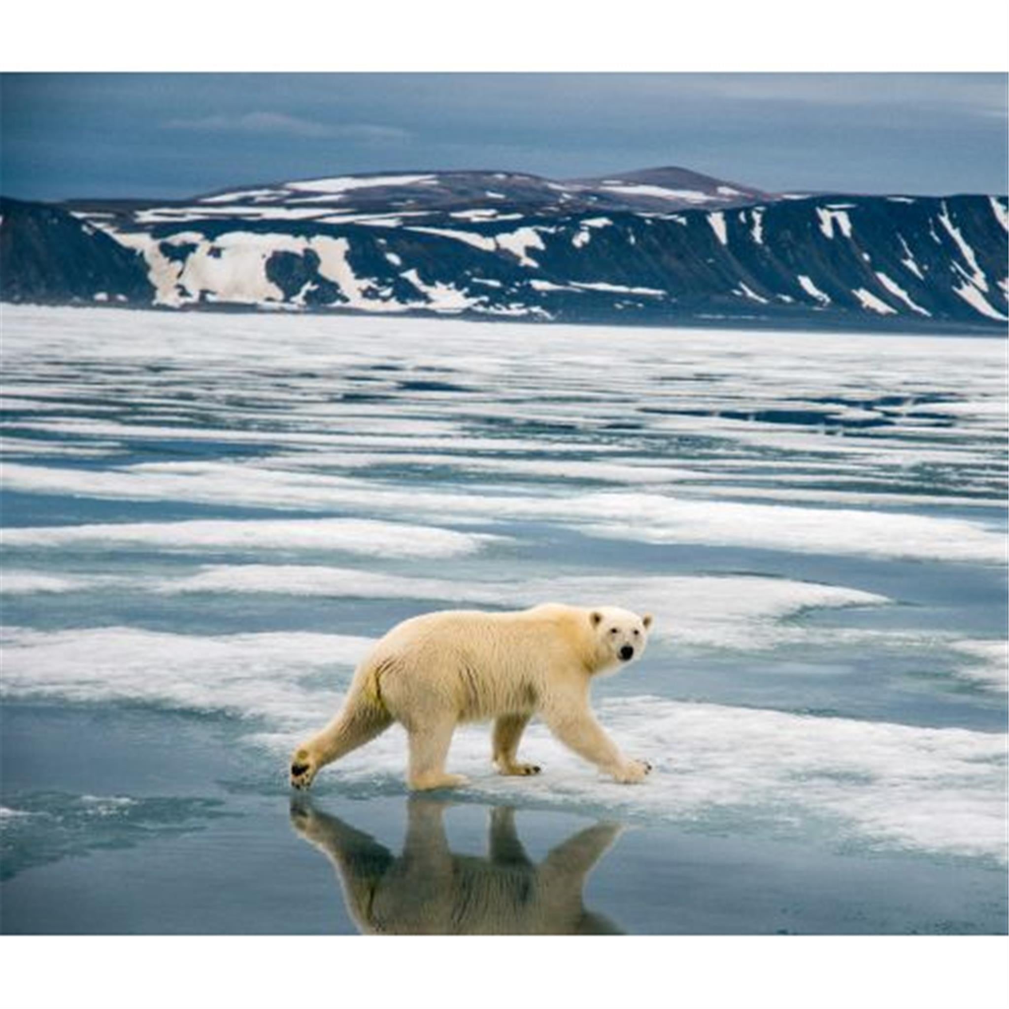 Polar Bears World Wildlife Fund Wall 2025 Calendar