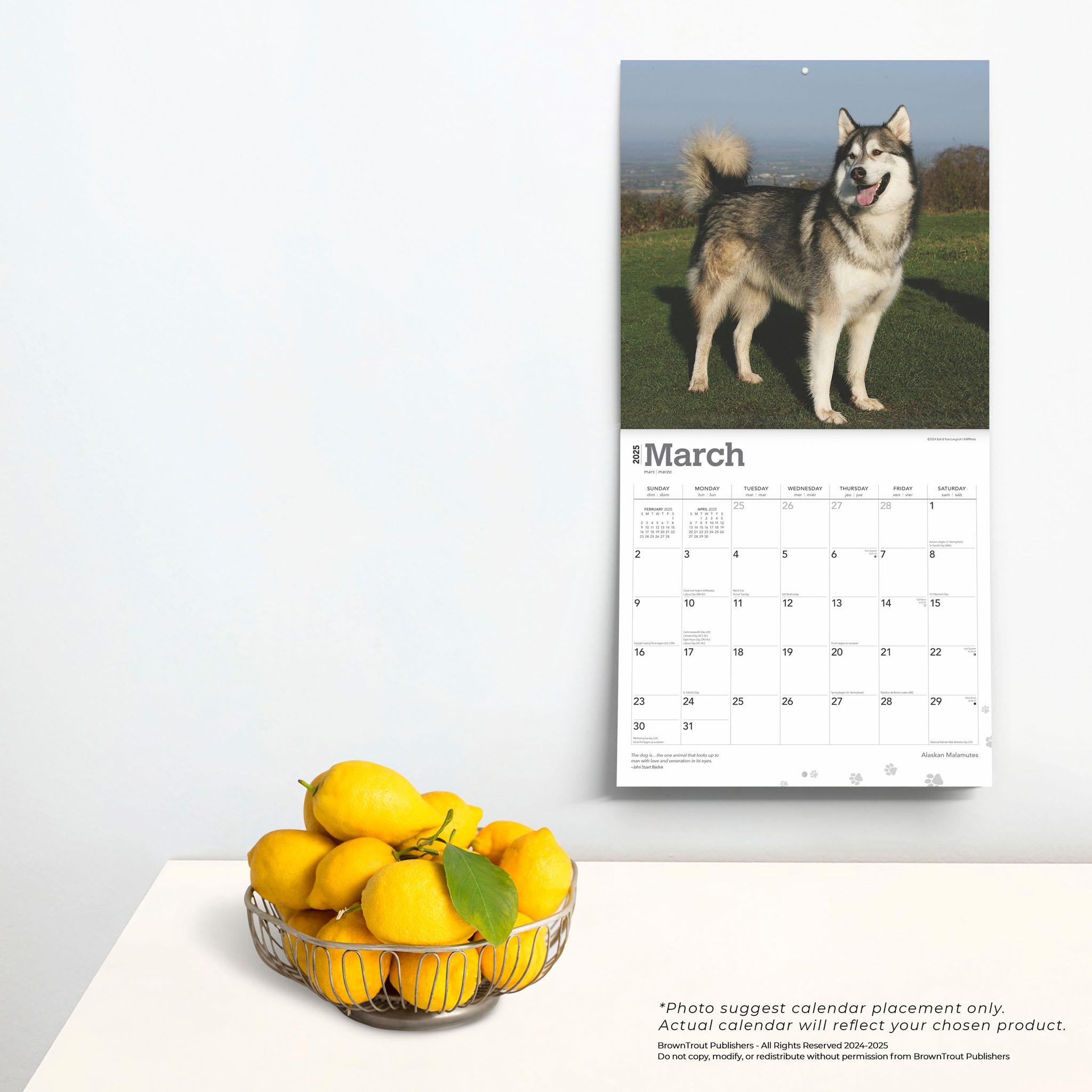 Alaskan Malamutes Wall 2025 Calendar