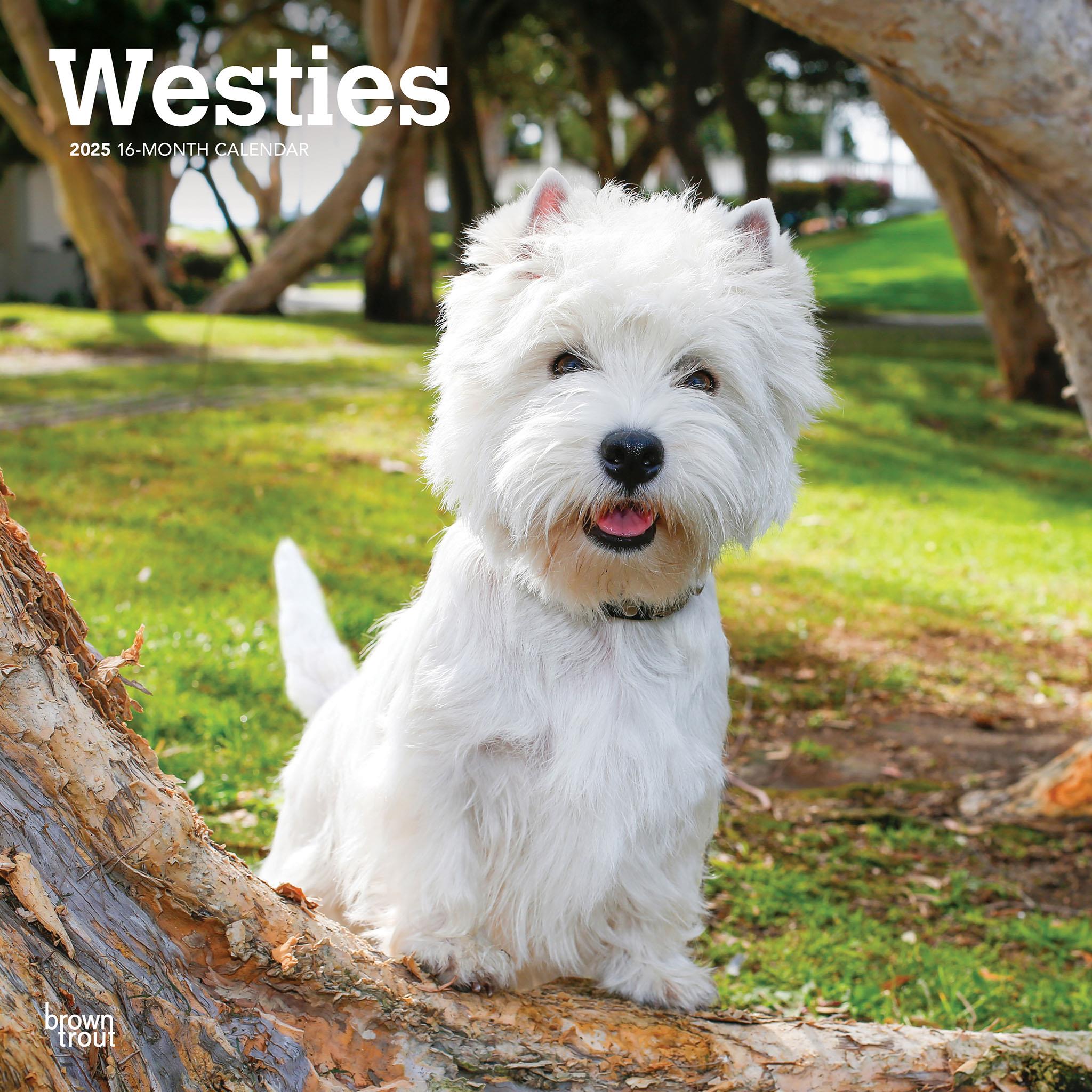 West Highland White Terriers Wall 2025 Calendar