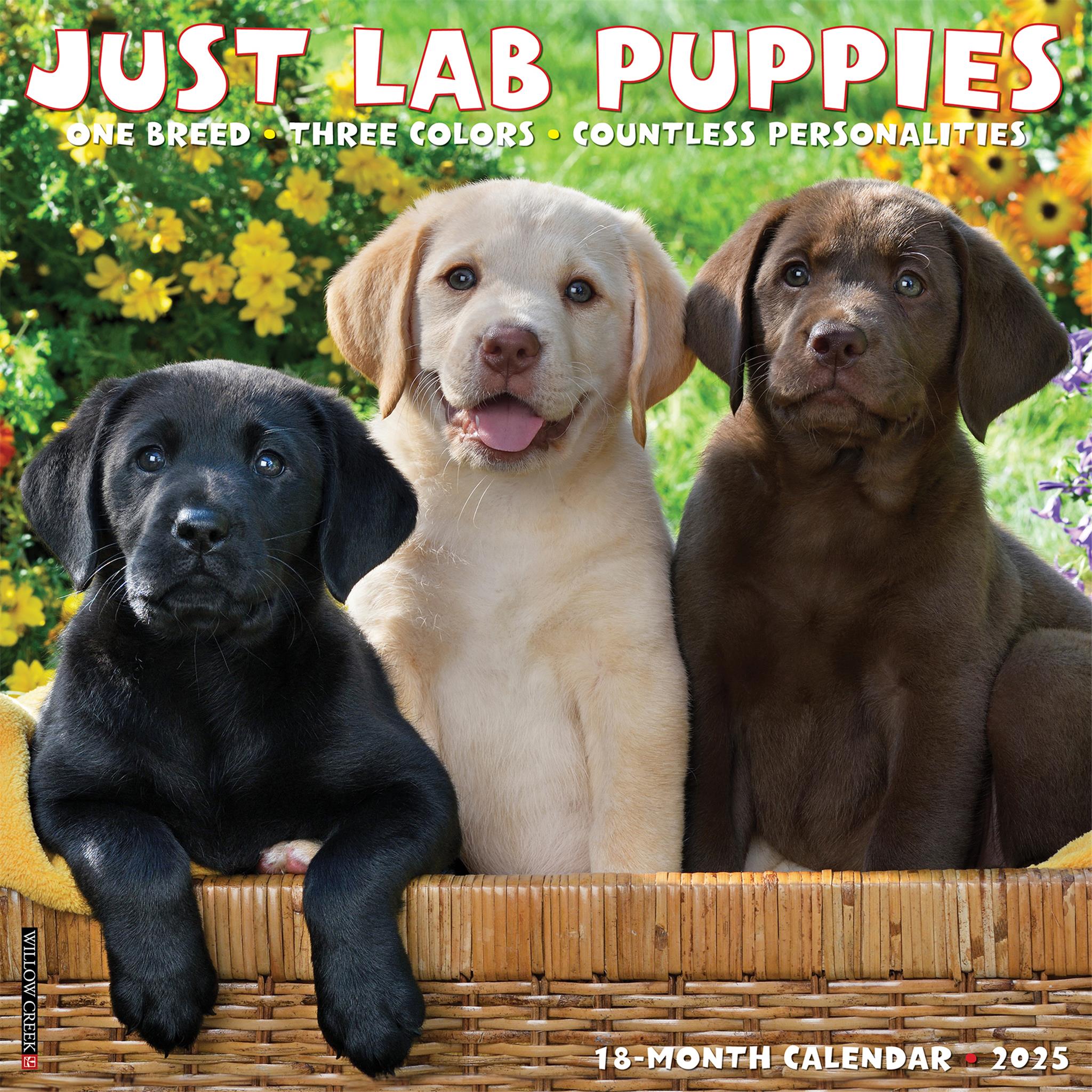 Just Lab Puppies Wall 2025 Calendar