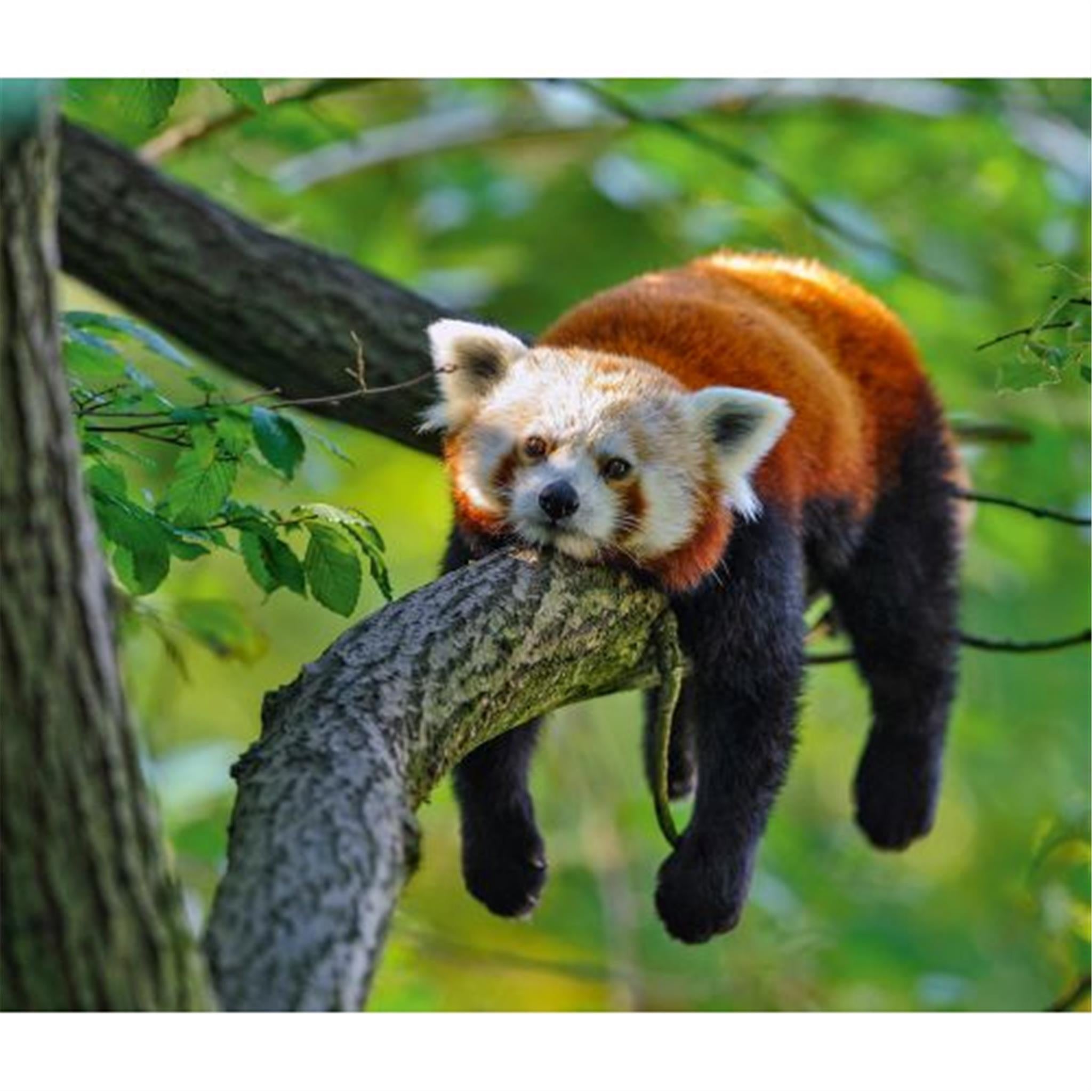 Red Pandas World Wildlife Fund Wall 2025 Calendar