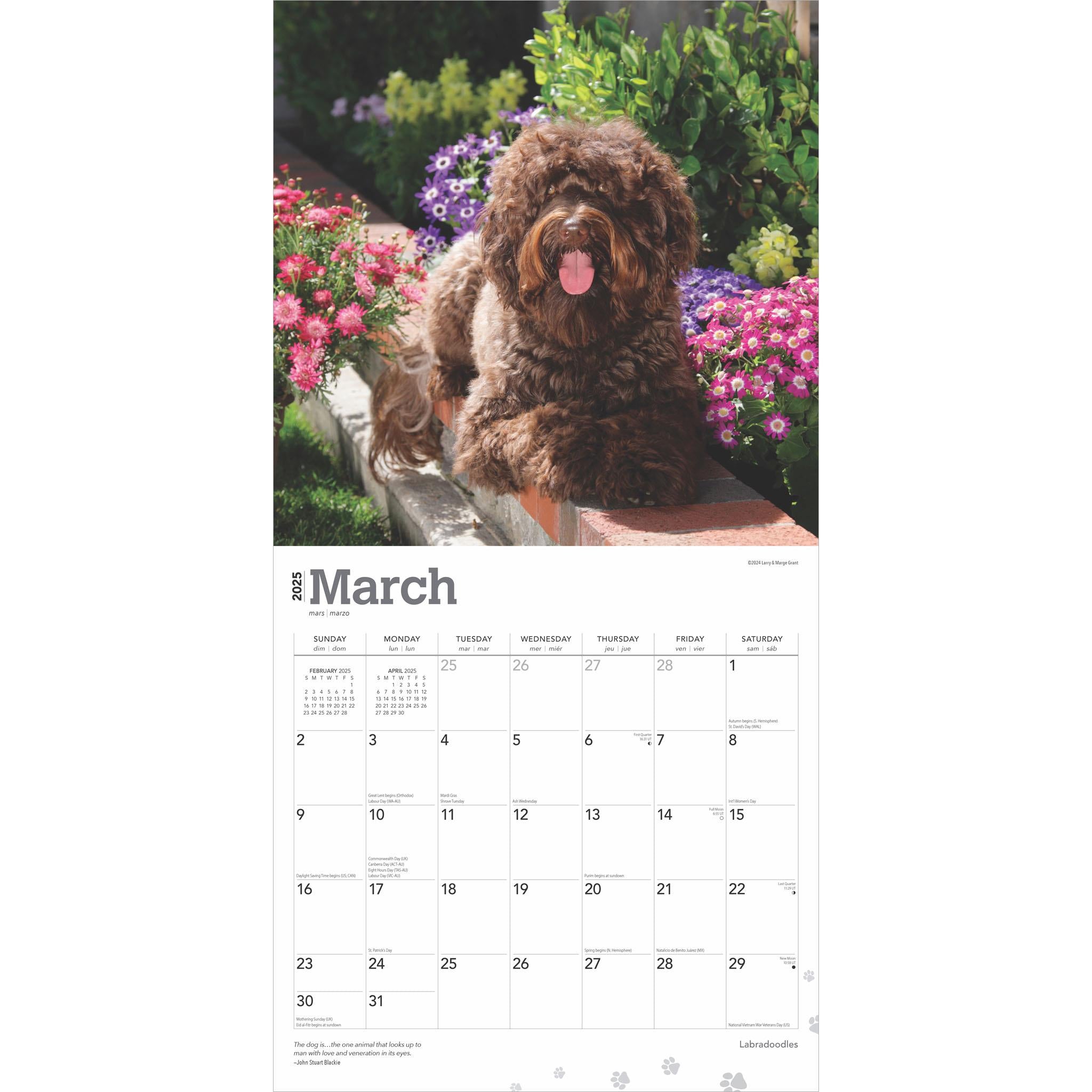 Labradoodles Wall 2025 Calendar - Online Exclusive