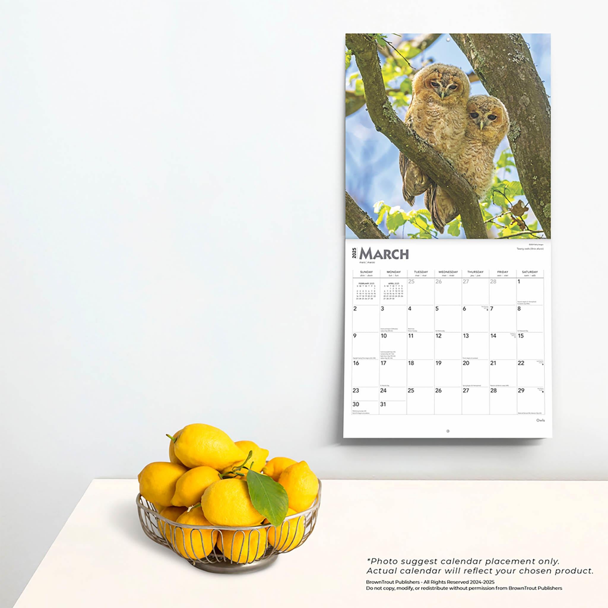 Owls Wall 2025 Calendar