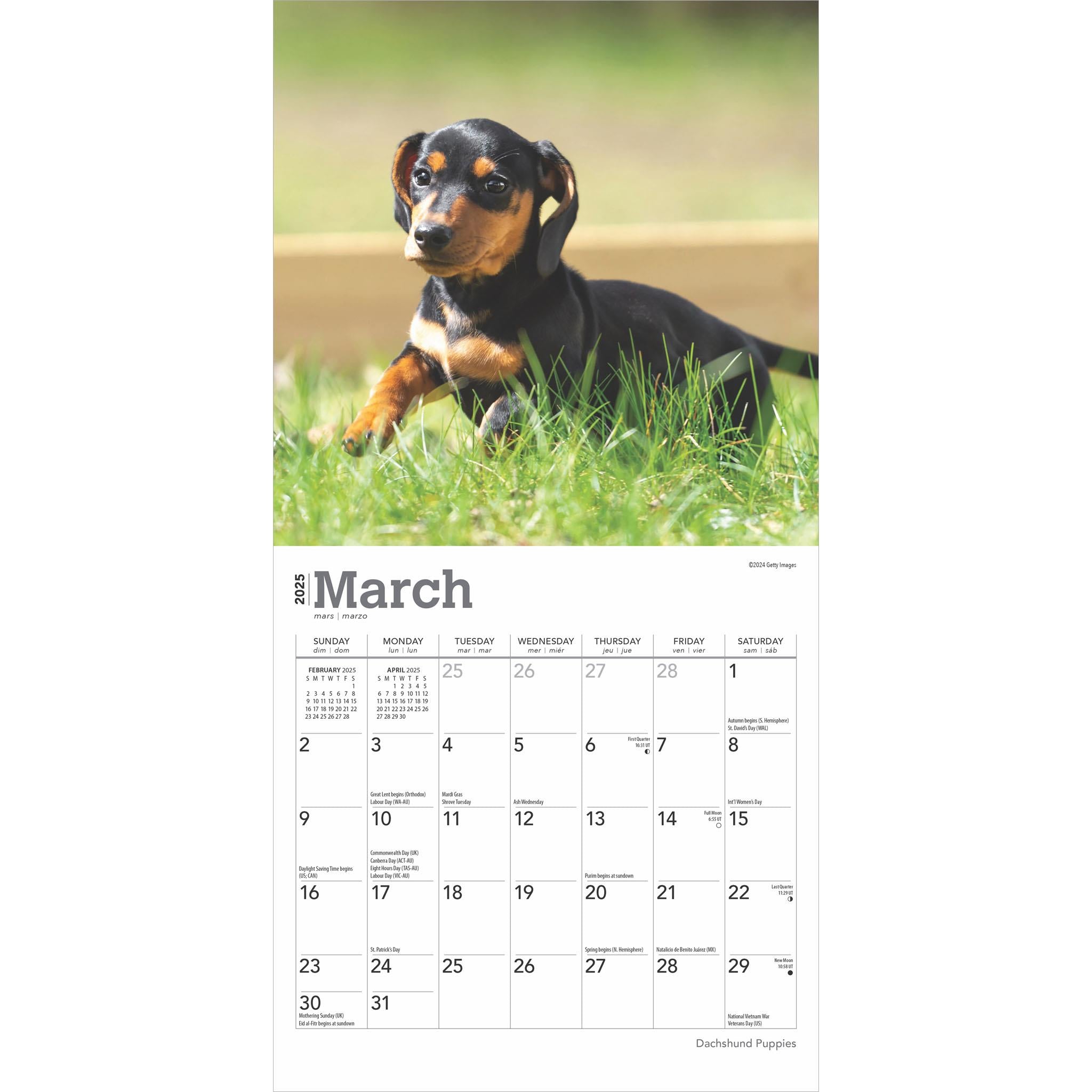 Dachshund Puppies Mini 2025 Calendar