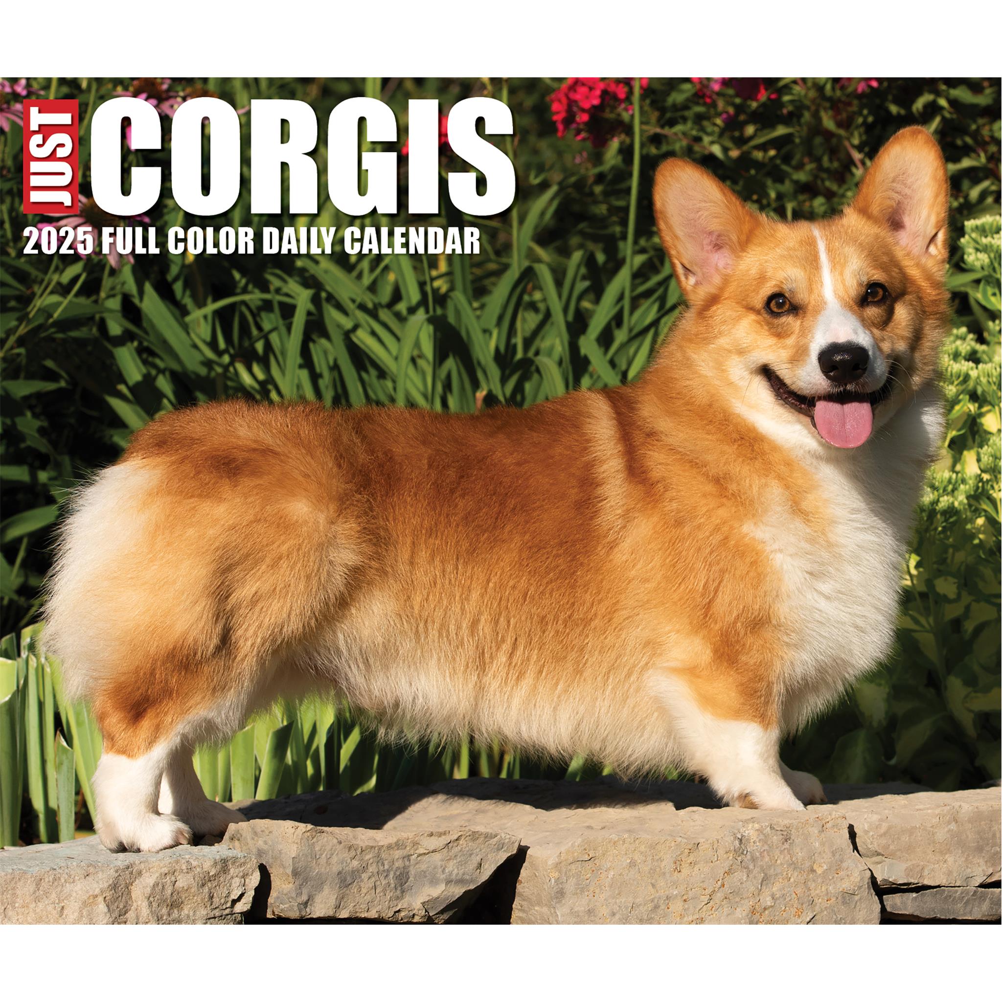 Just Corgis Box 2025 Calendar - Online Exclusive