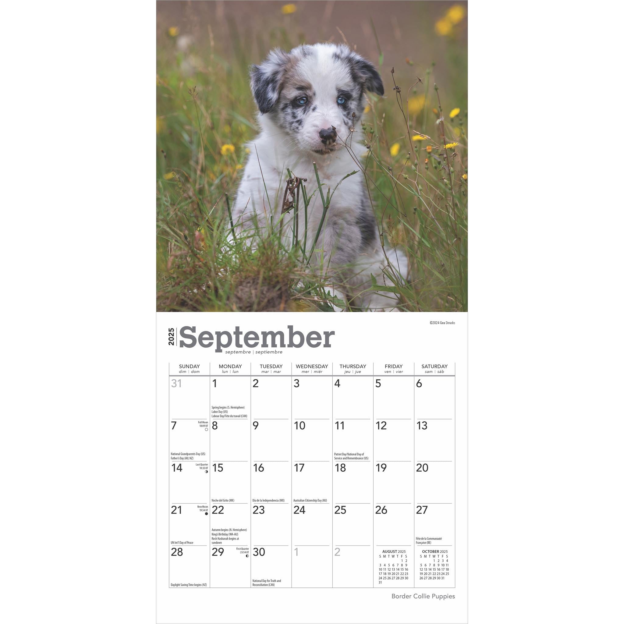 Border Collie Puppies Mini 2025 Calendar