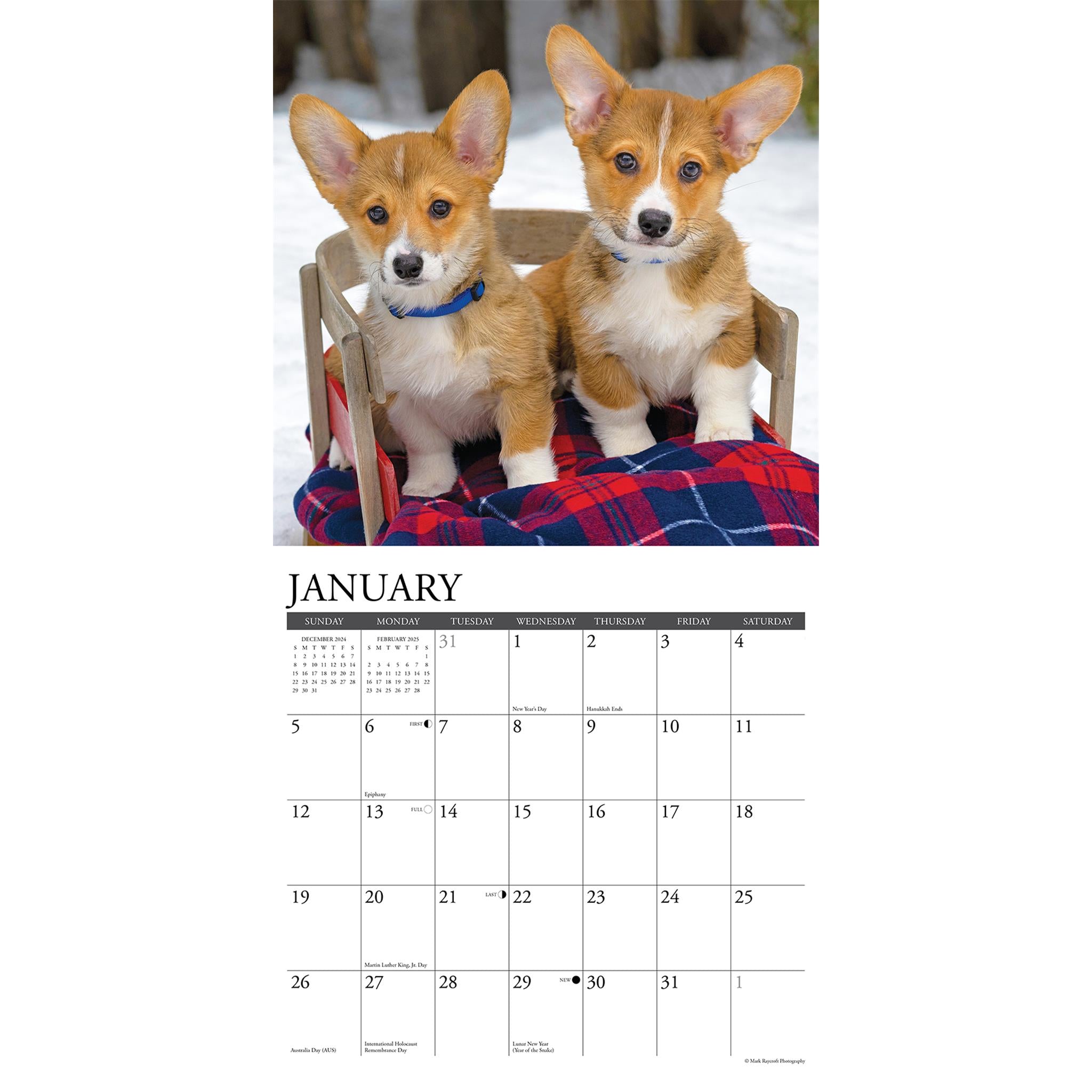 Just Corgis Wall 2025 Calendar