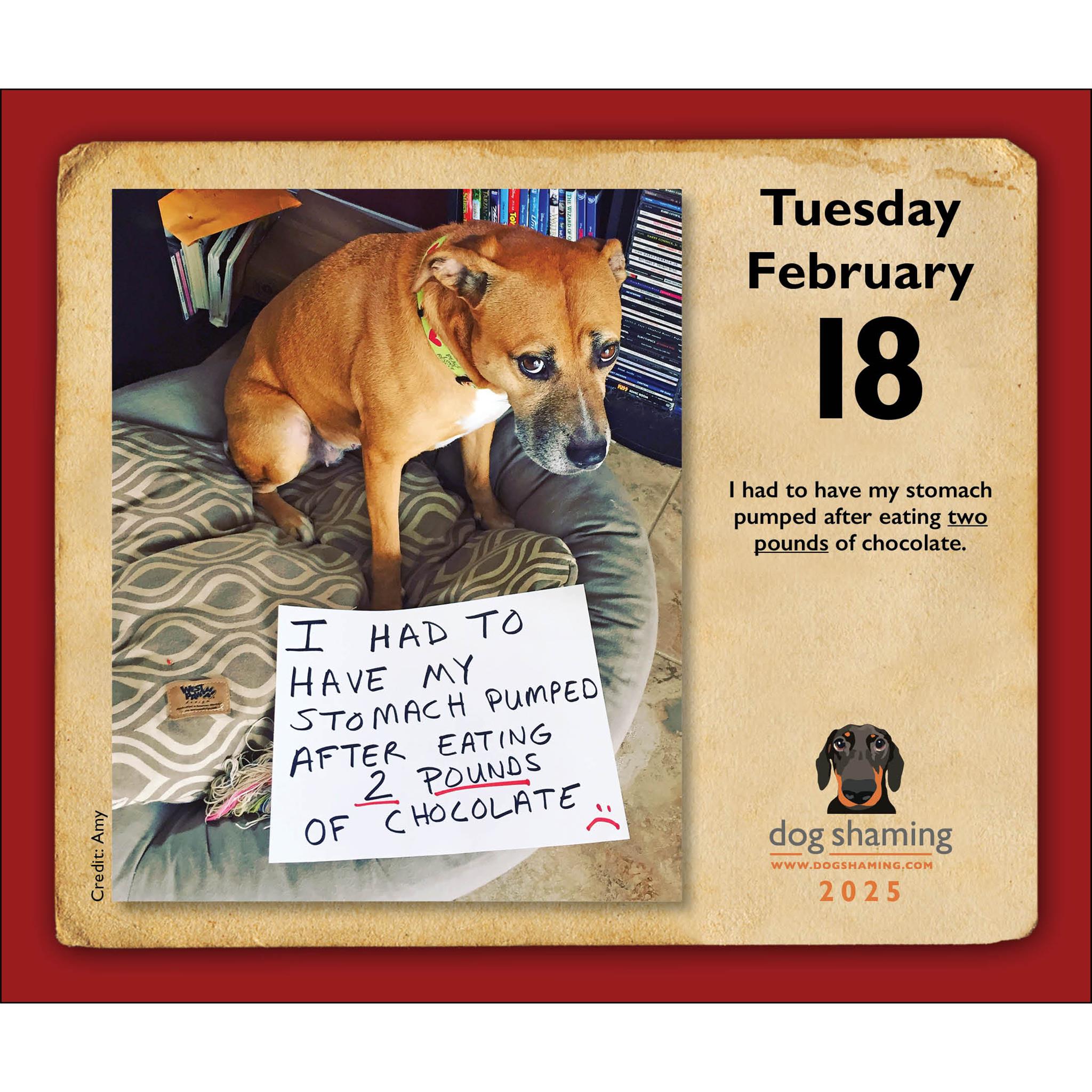 Dog Shaming Box 2025 Calendar