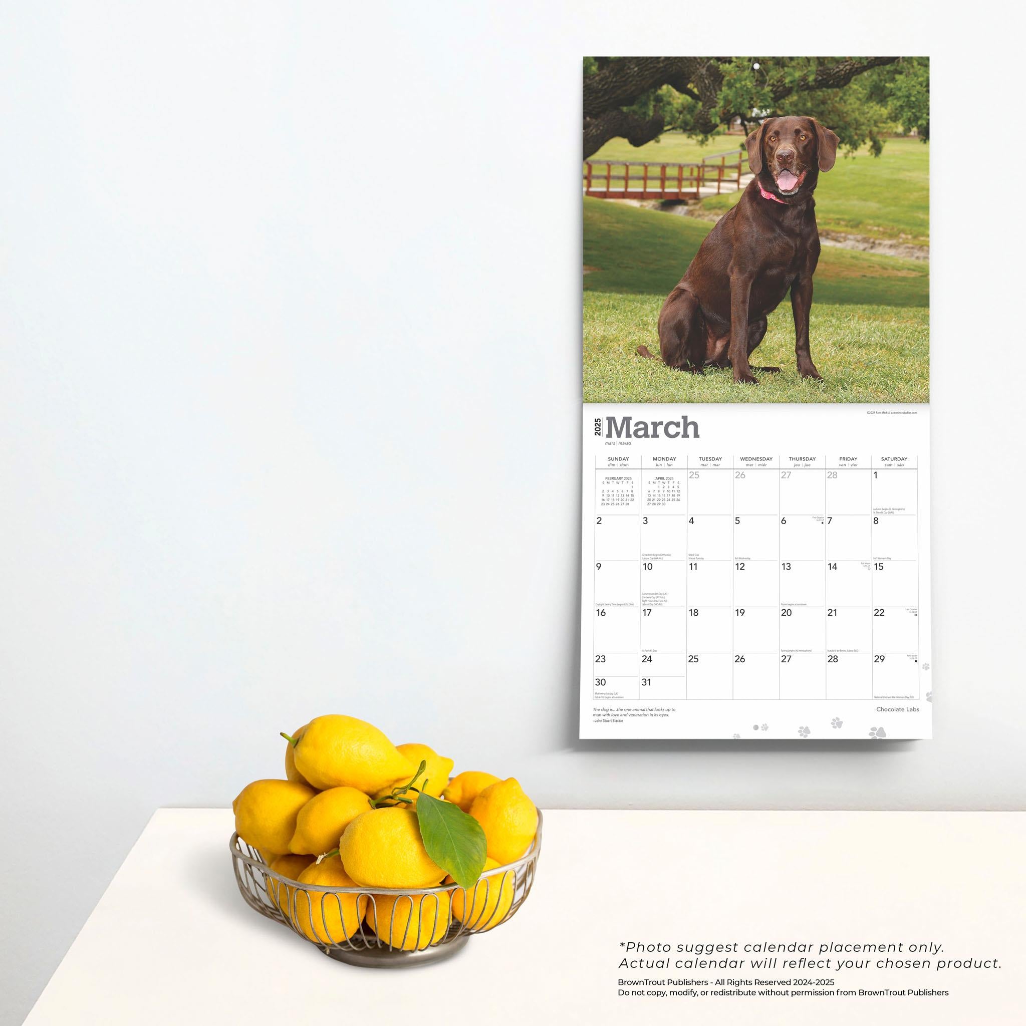 Lab Chocolate Wall 2025 Calendar