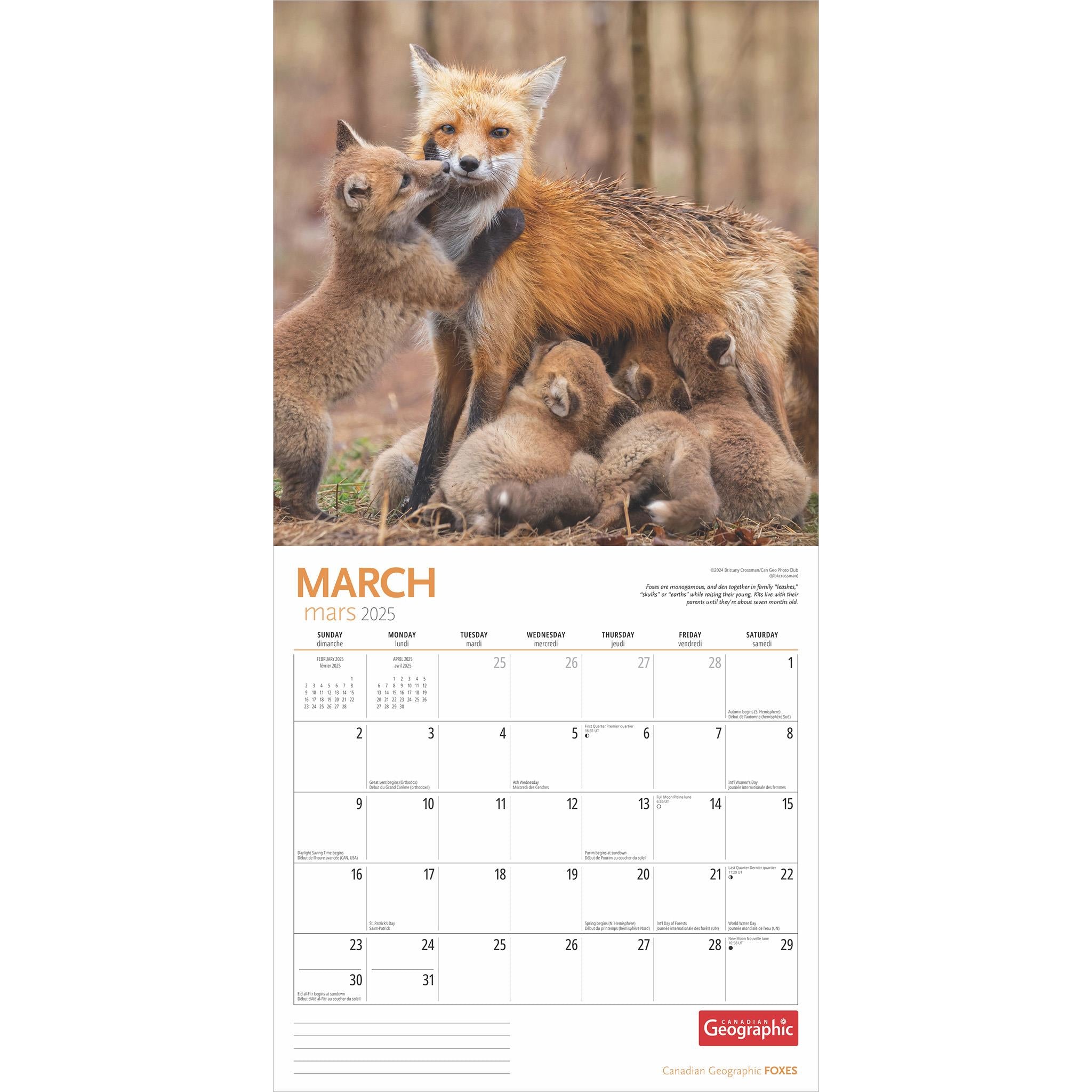 Foxes Canadian Geographic Wall 2025 Calendar - Online Exclusive