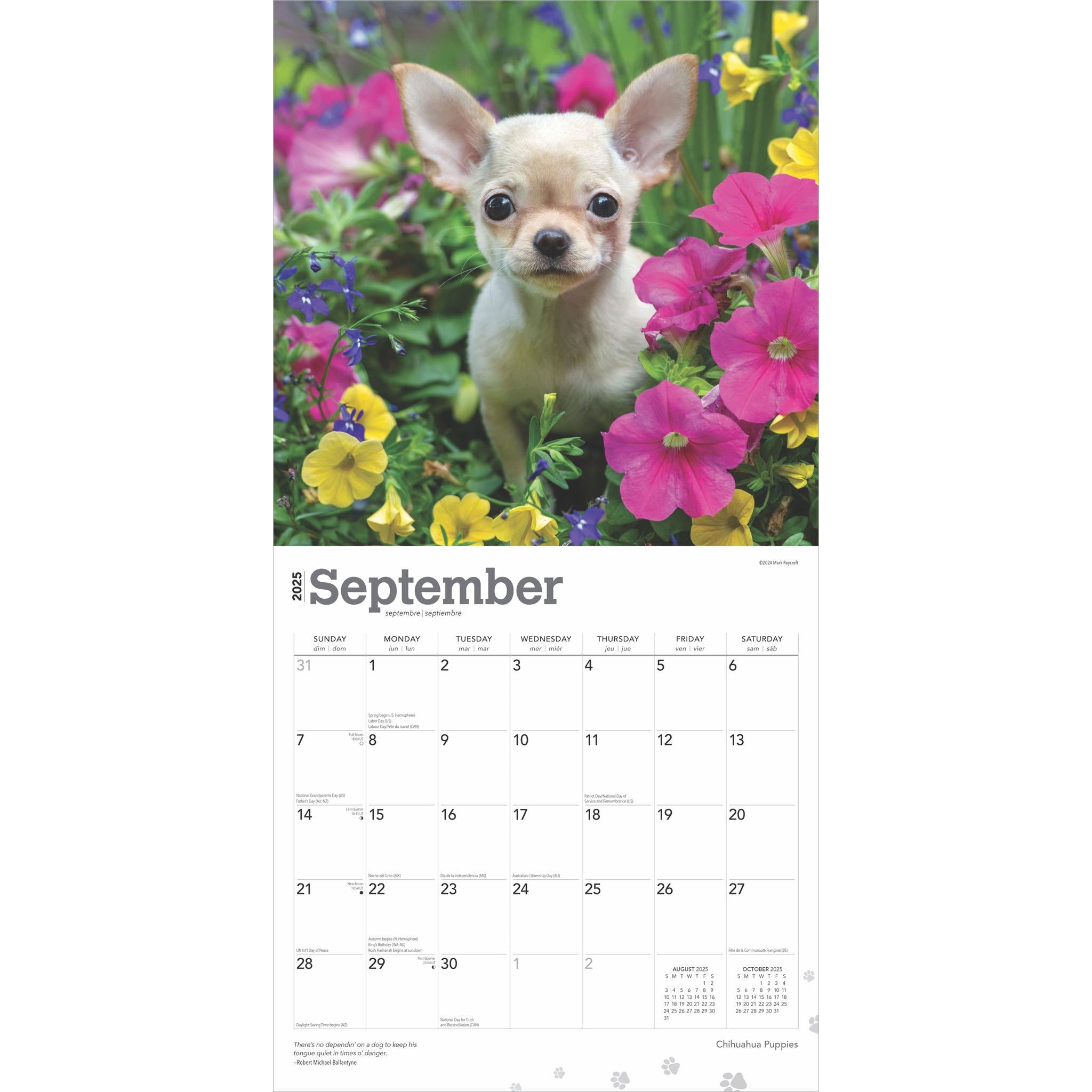 Chihuahua Puppies Wall 2025 Calendar