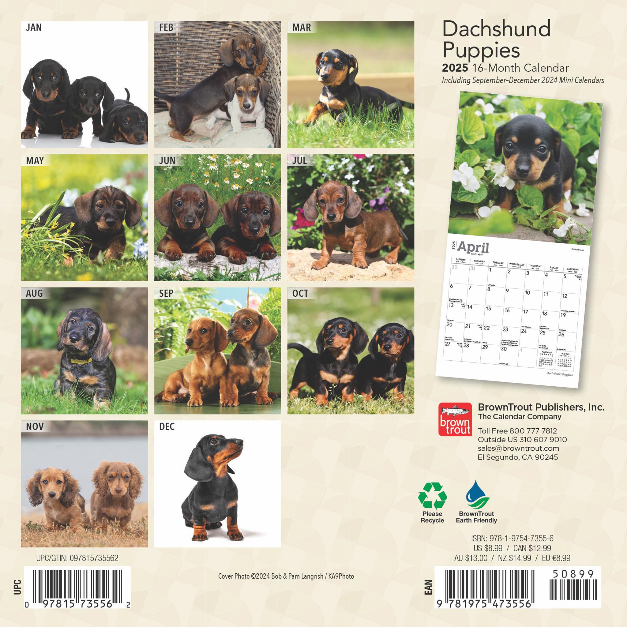 Dachshund Puppies Mini 2025 Calendar