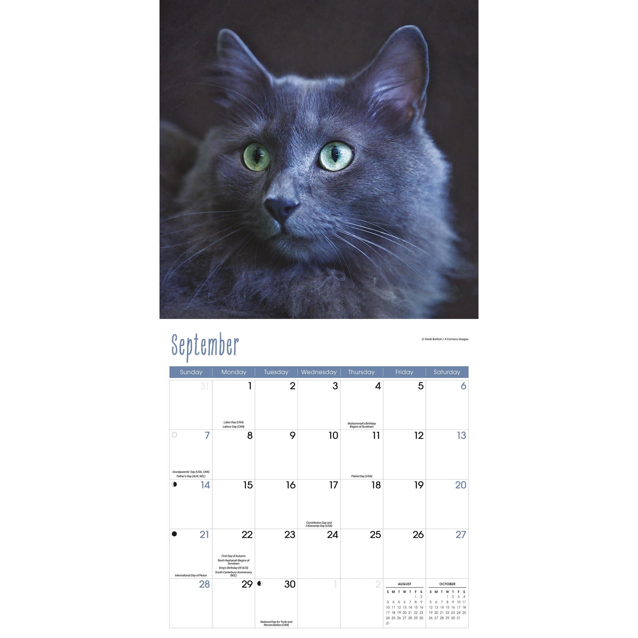 Cats Wall 2025 Calendar