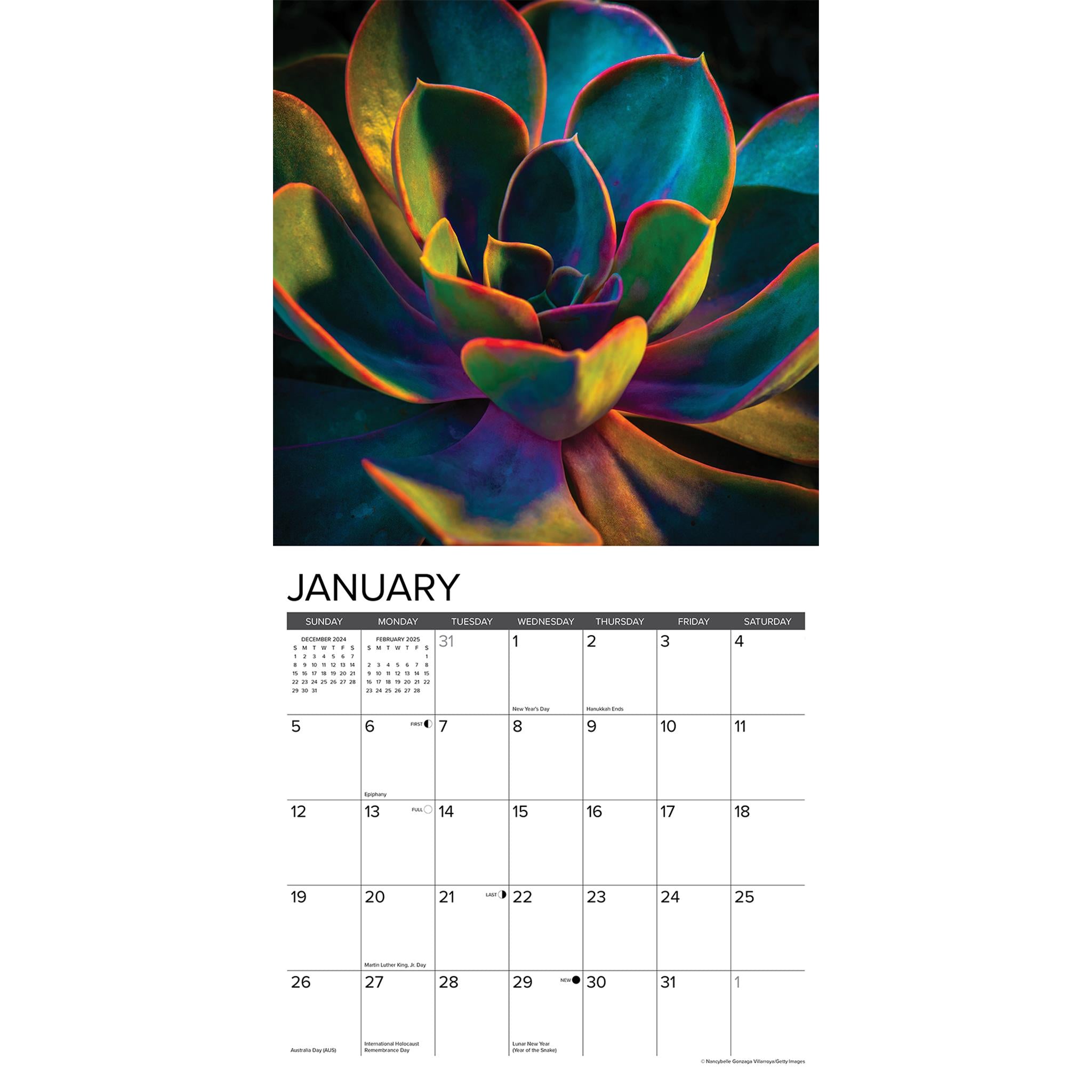 Succulents Wall 2025 Calendar - Online Exclusive