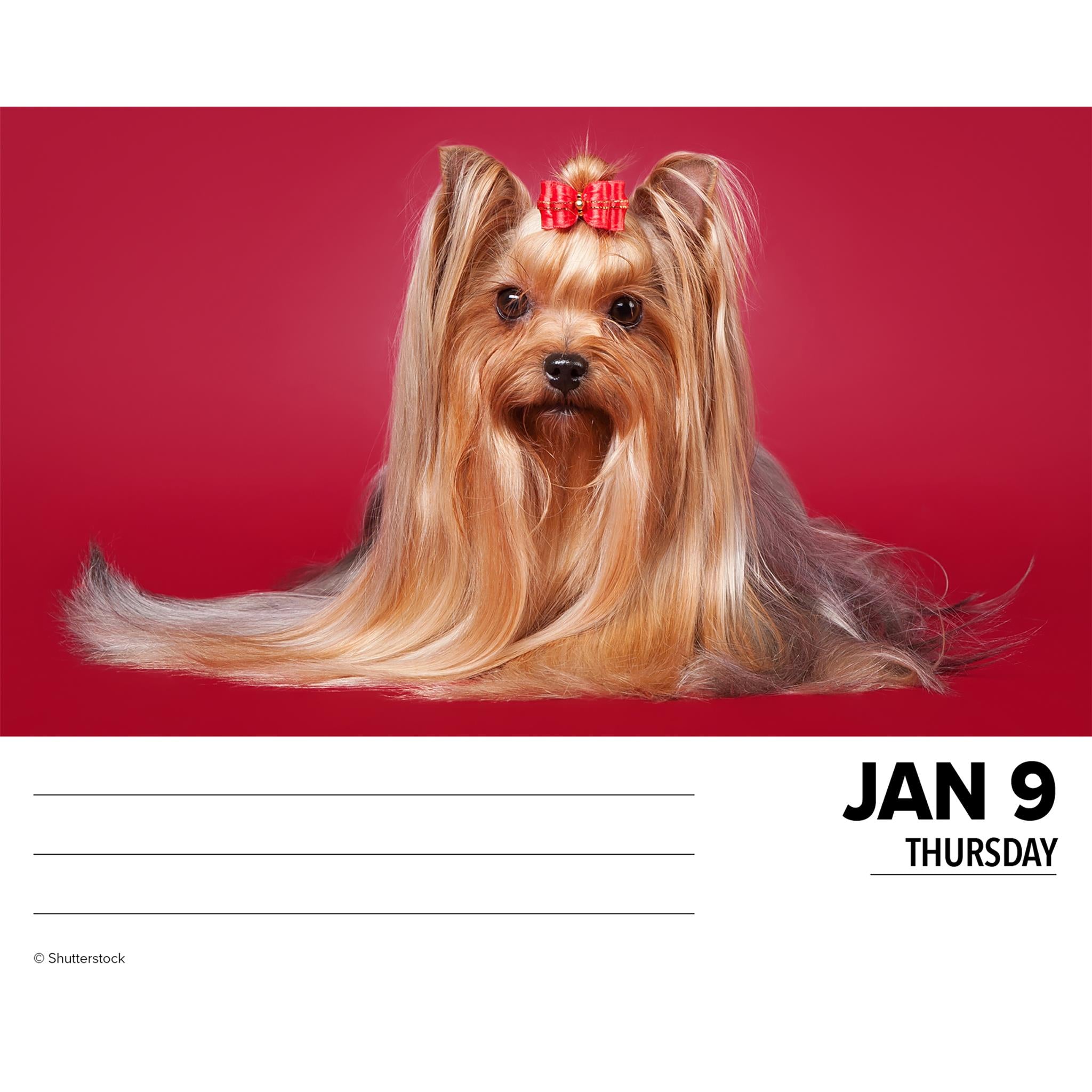 Just Yorkies Box 2025 Calendar - Online Exclusive