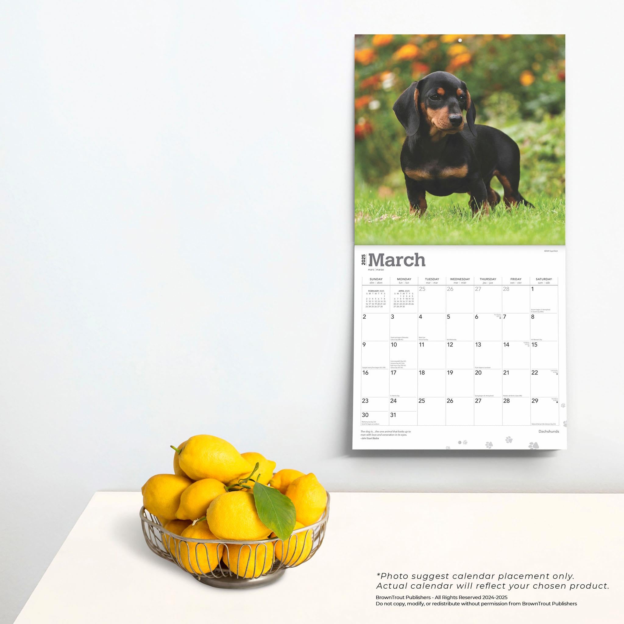 Dachshunds Wall 2025 Calendar