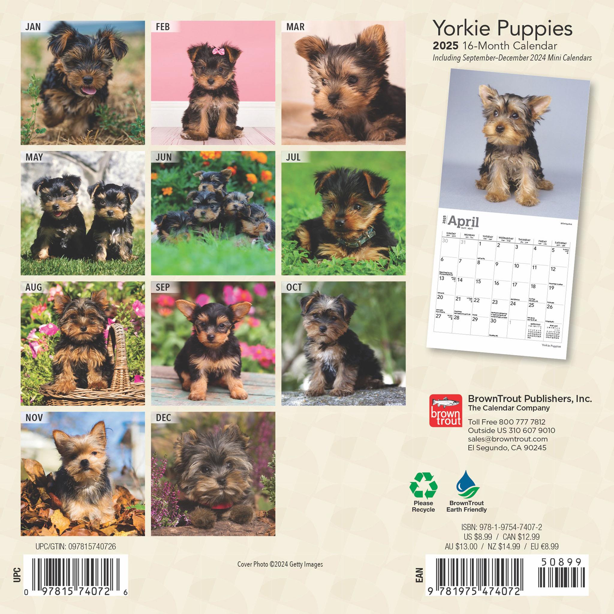 Yorkshire Terrier Puppies Mini 2025 Calendar