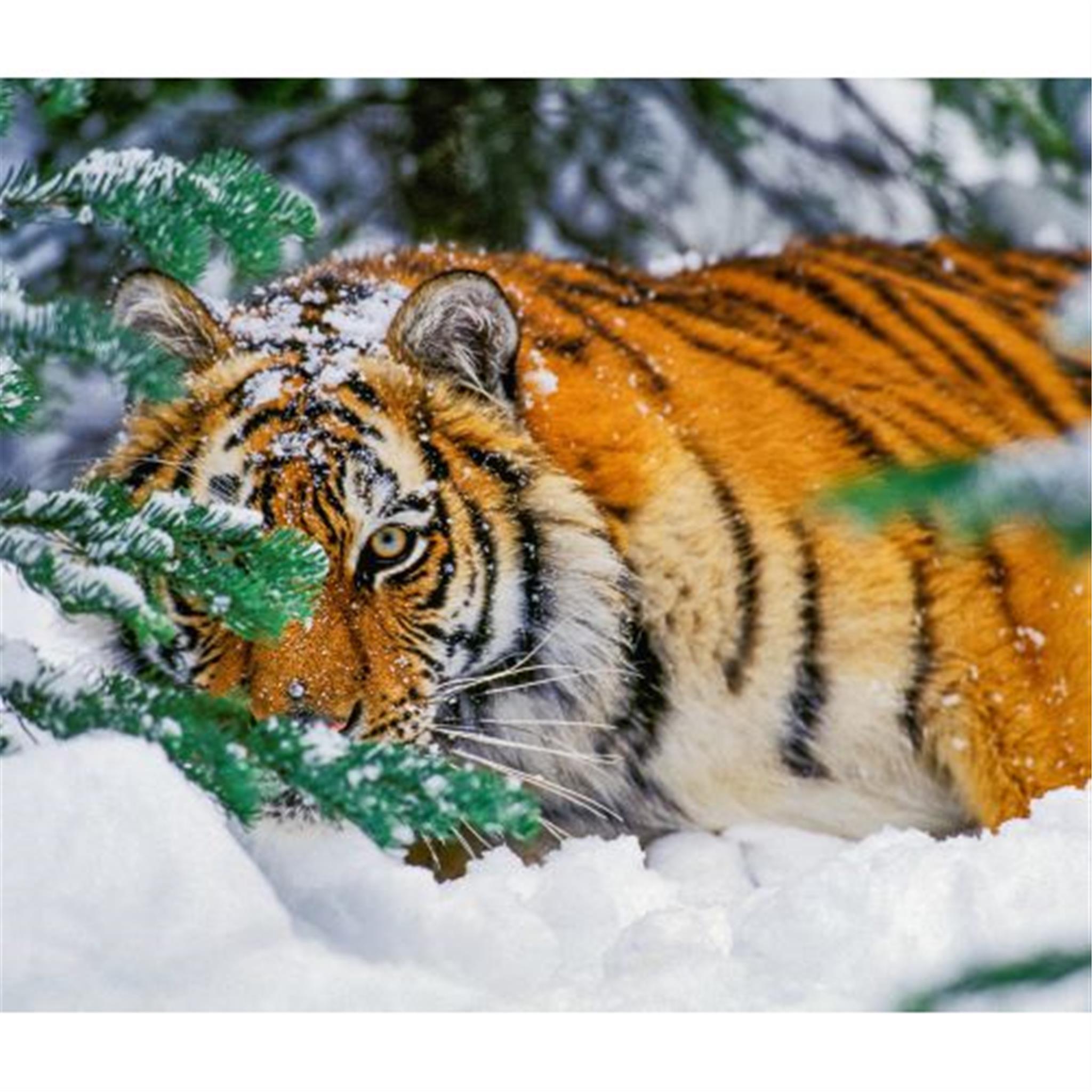 Tigers World Wildlife Fund Wall 2025 Calendar