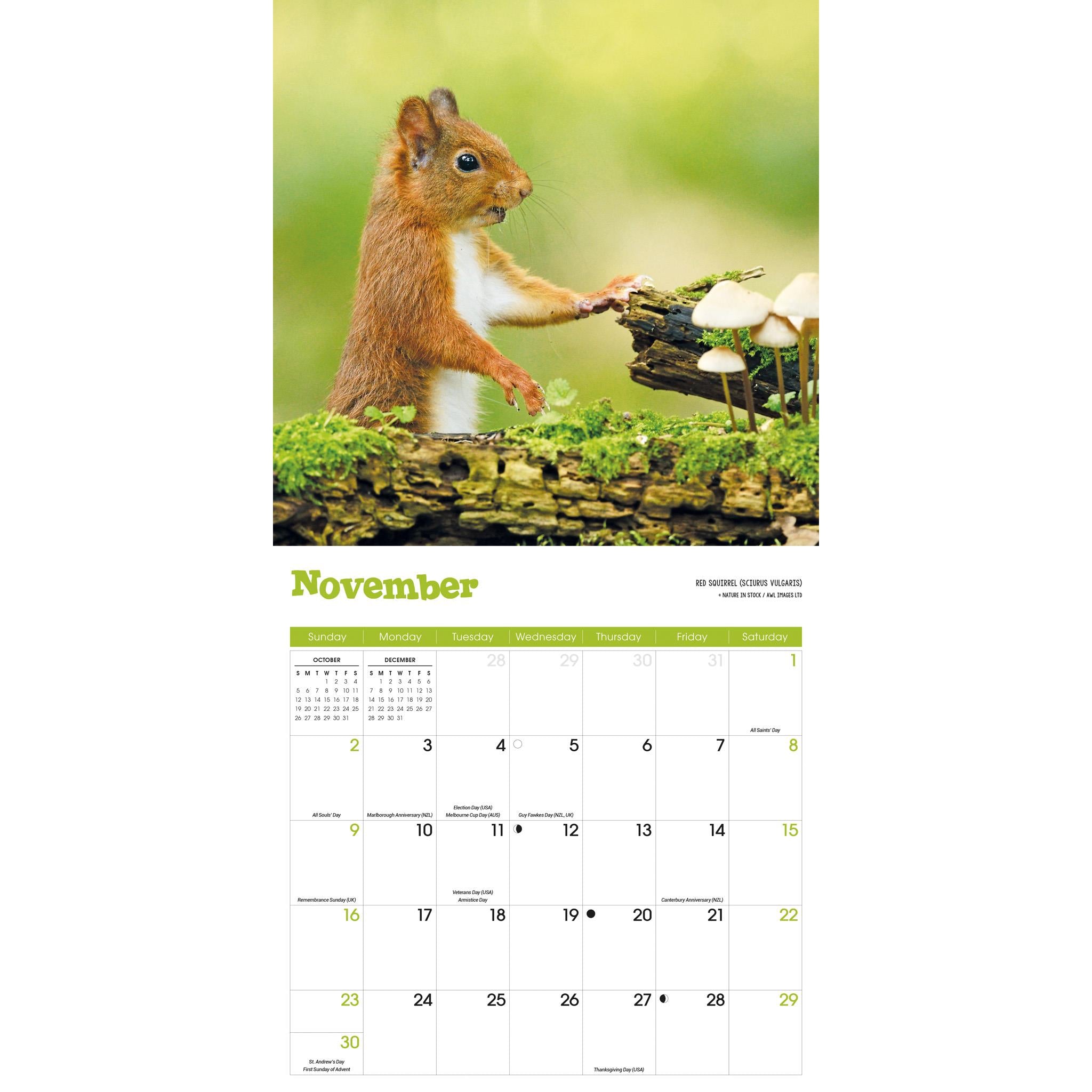 Squirrels Wall 2025 Calendar