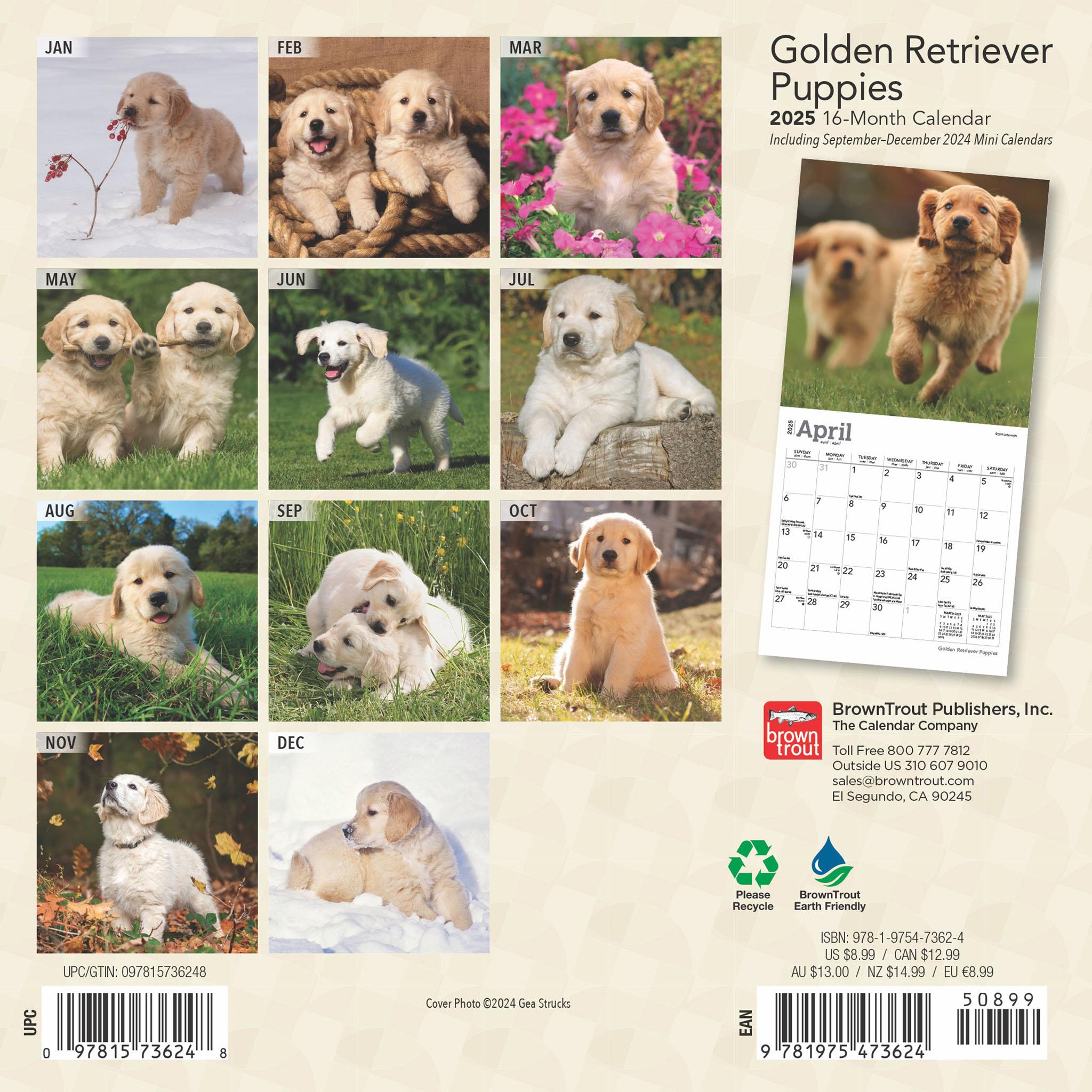 Golden Retriever Puppies Mini 2025 Calendar