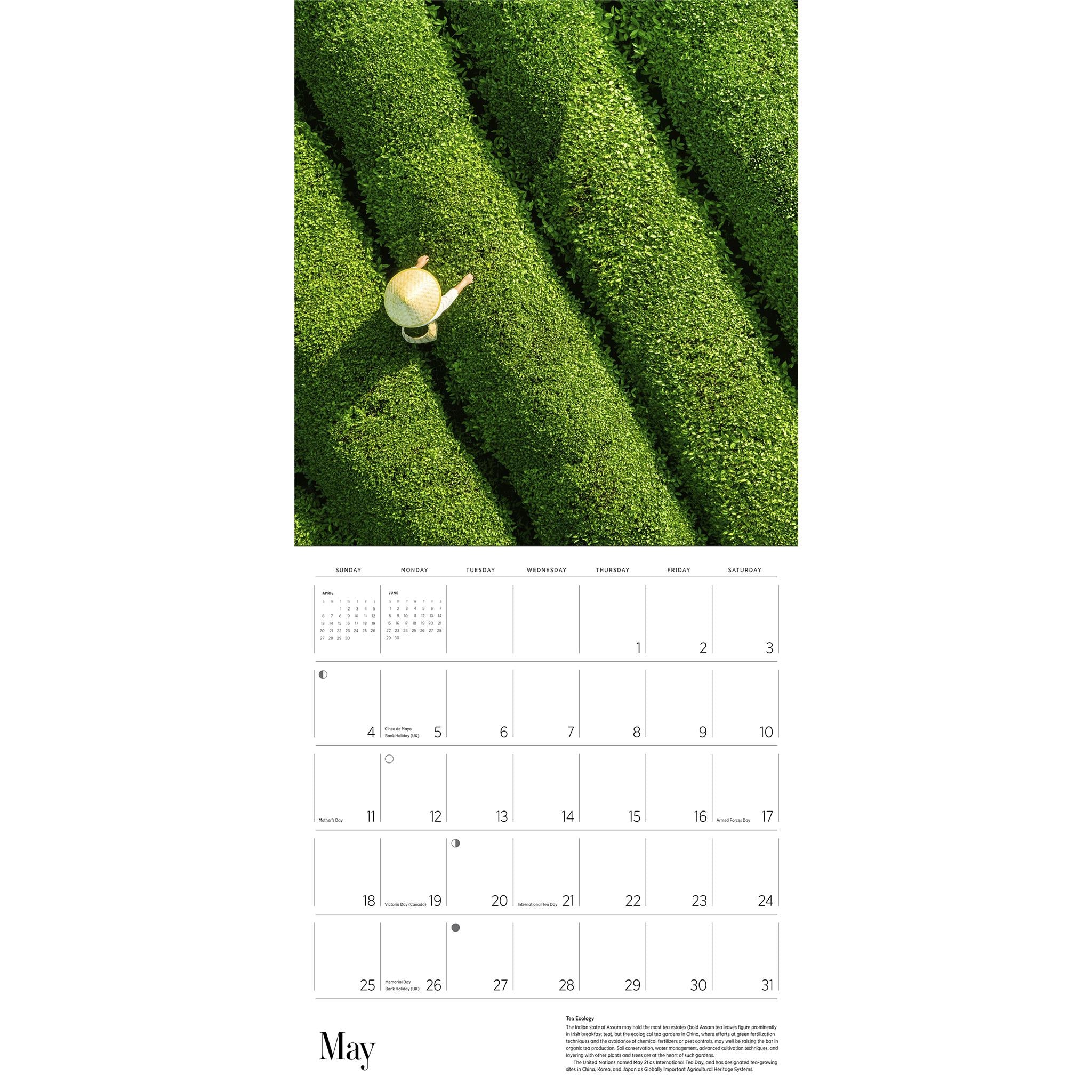 Tea Wall 2025 Calendar - Online Exclusive