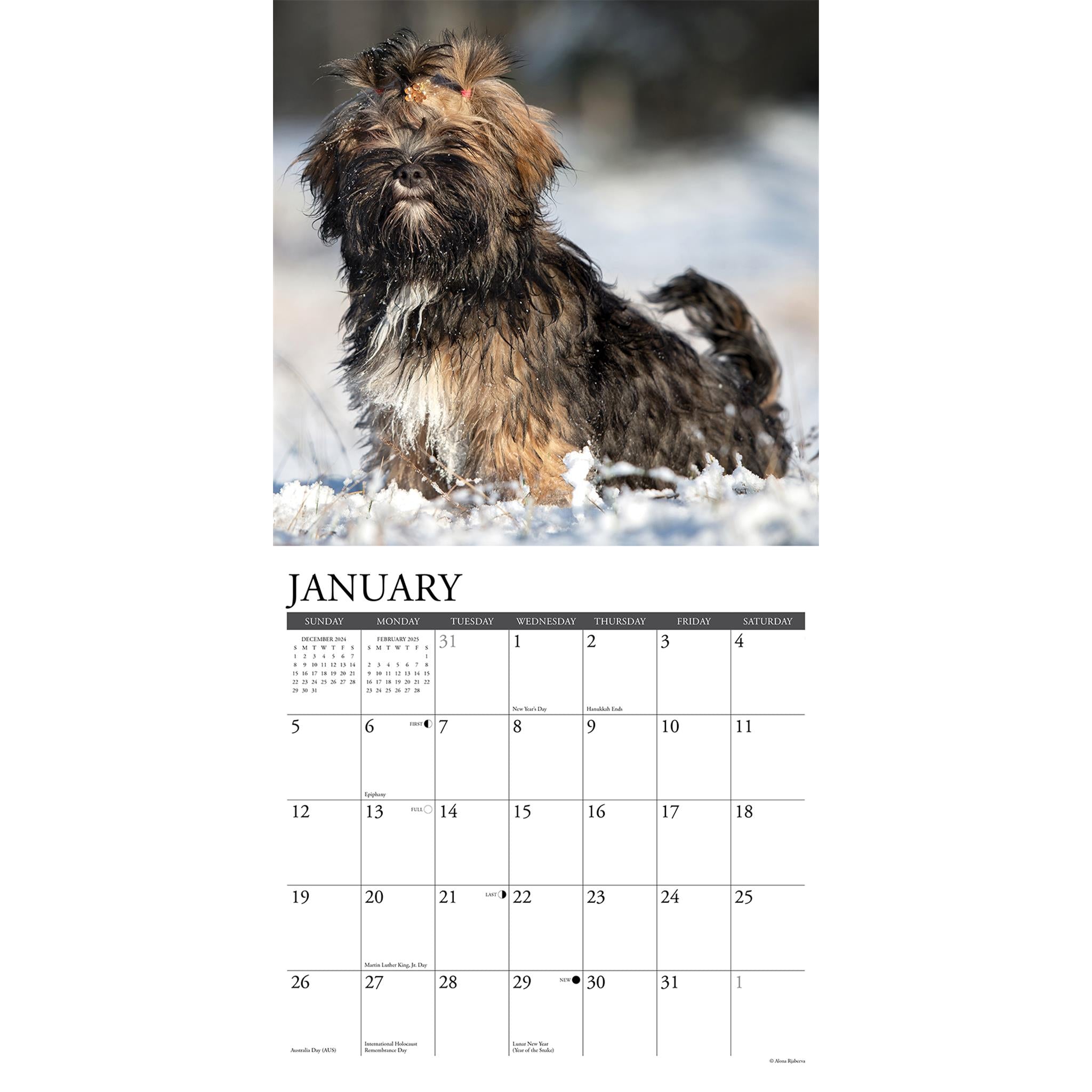 Just Lhasa Apsos Wall 2025 Calendar - Online Exclusive