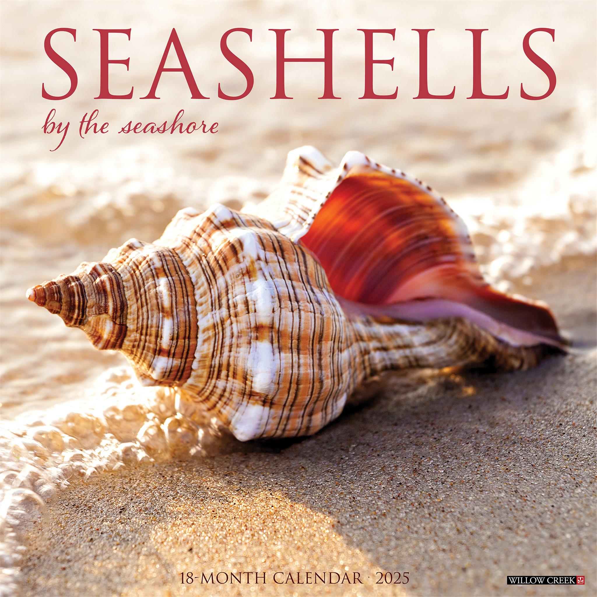 Seashells Wall 2025 Calendar - Online Exclusive