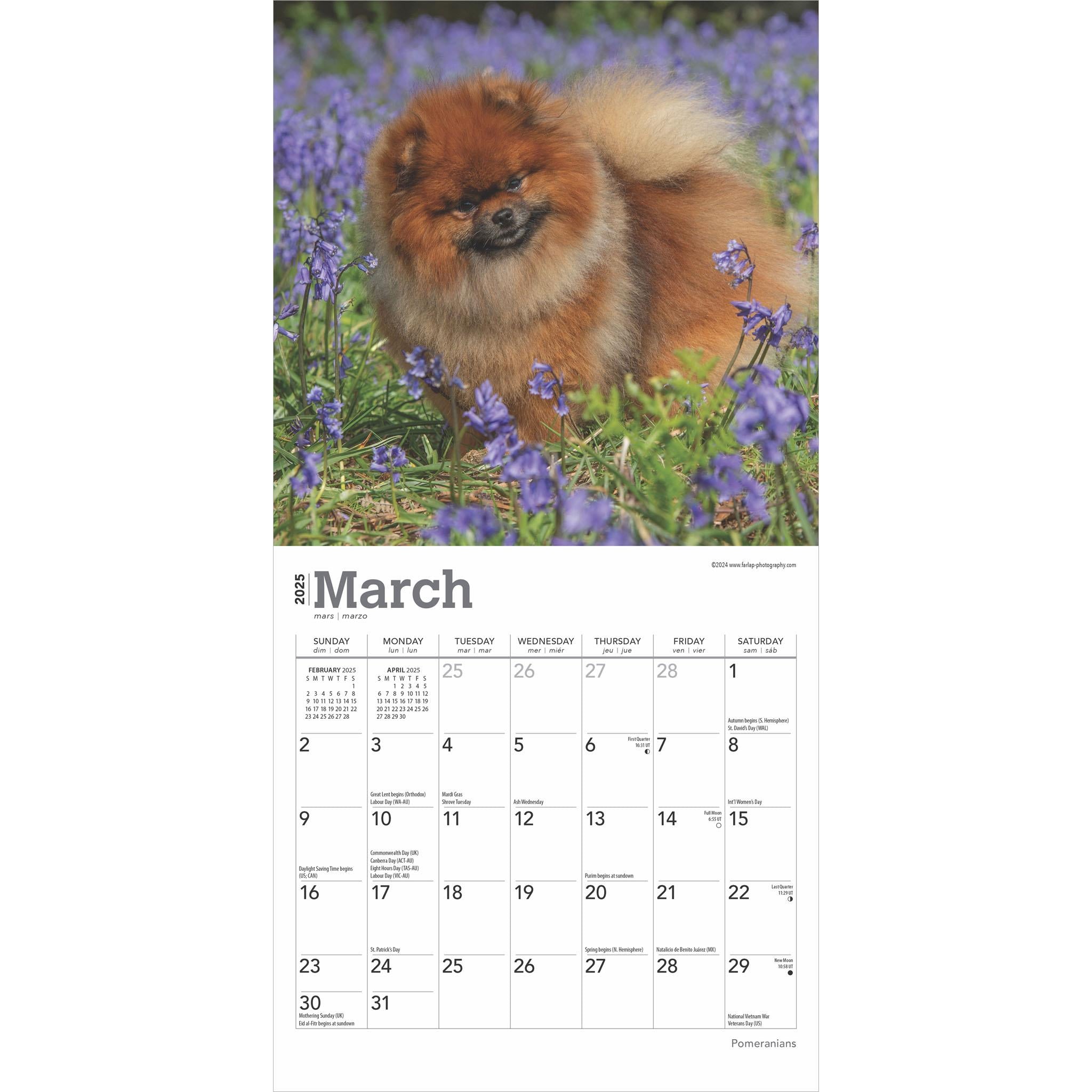 Pomeranians Mini 2025 Calendar