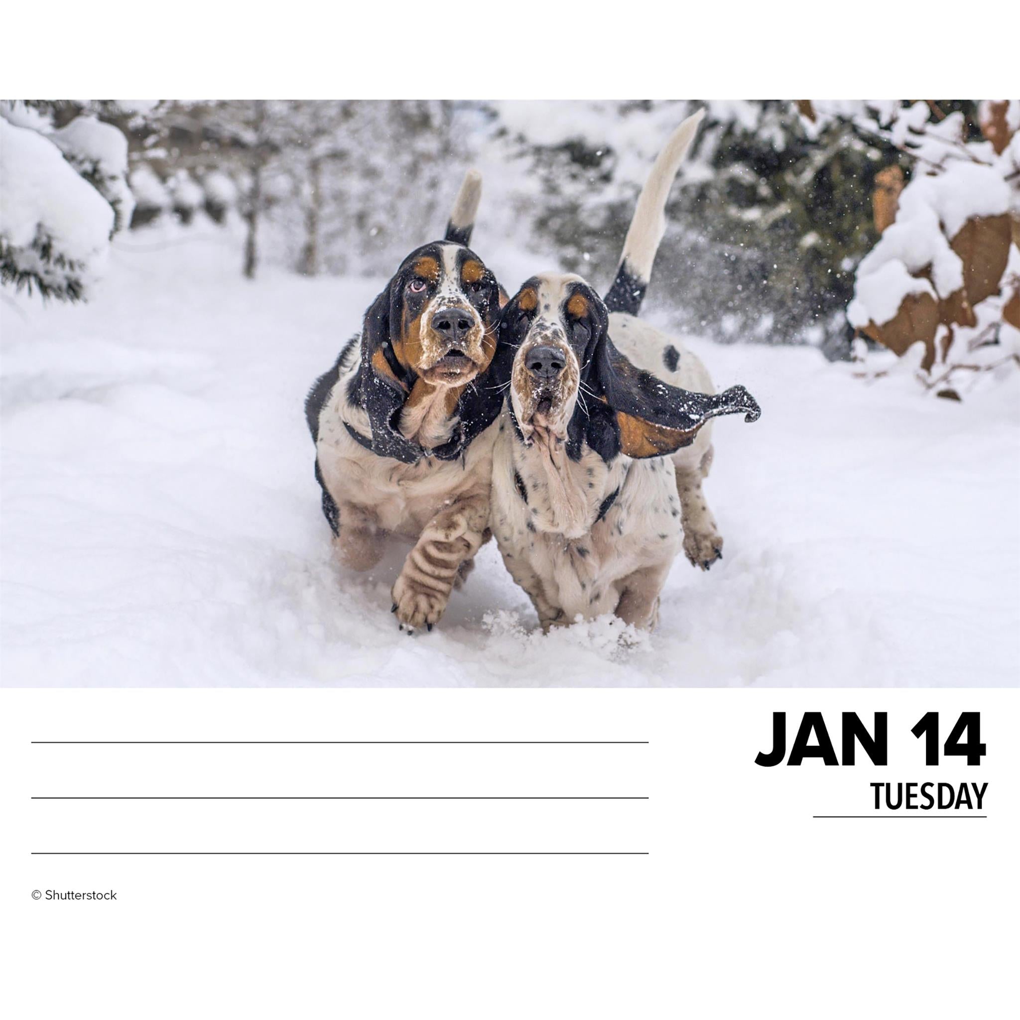 Just Basset Hounds Box 2025 Calendar - Online Exclusive