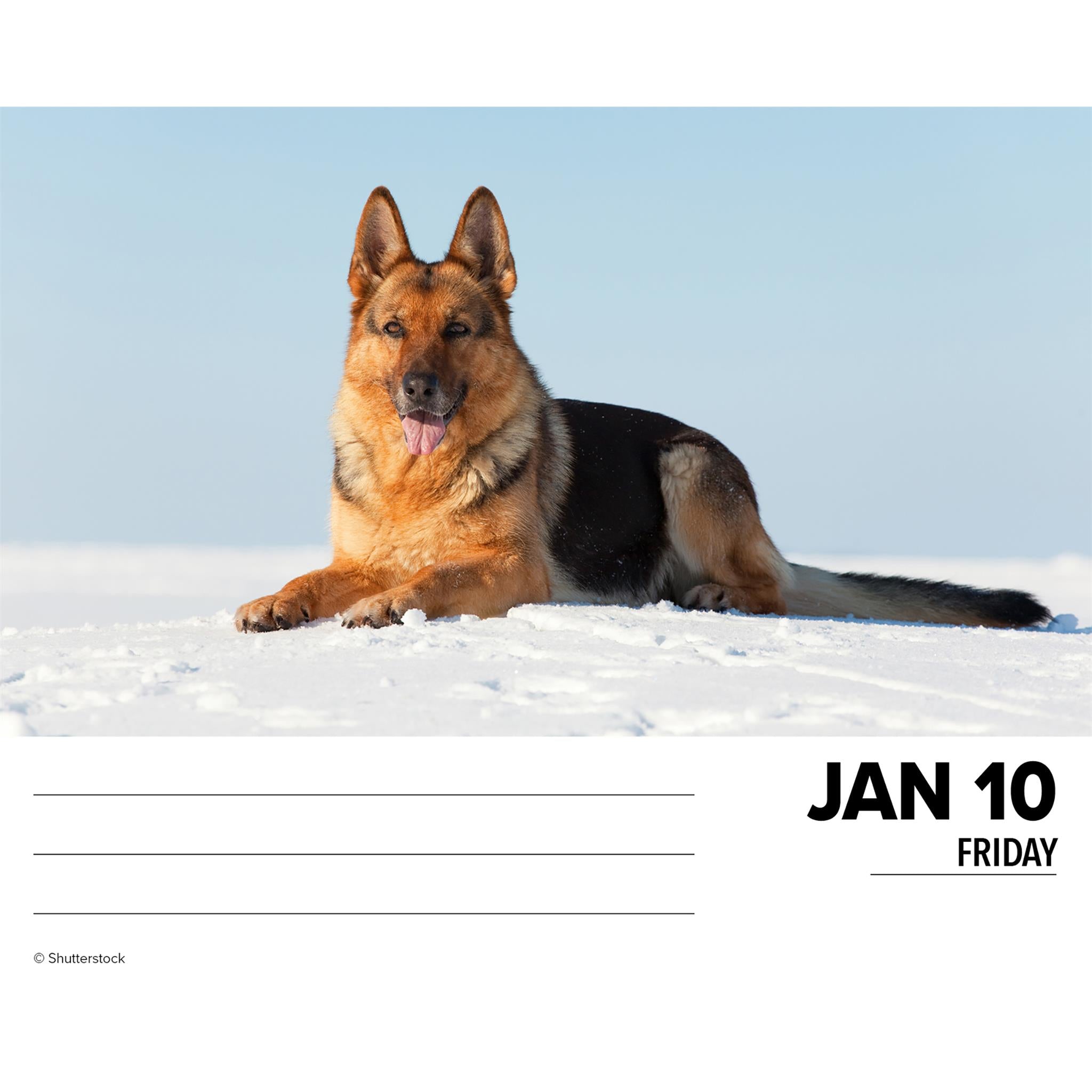 Just German Shepherds Box 2025 Calendar - Online Exclusive