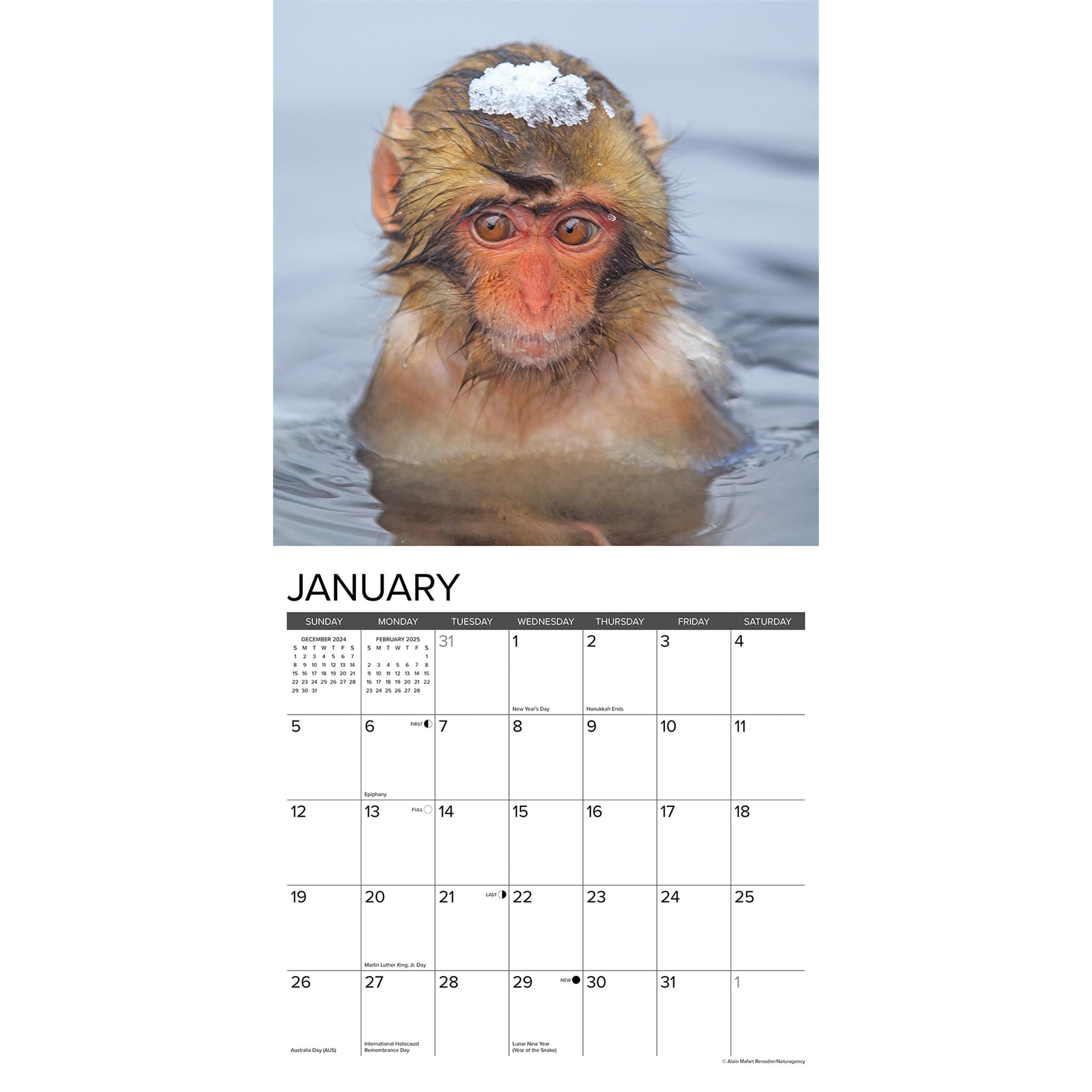 Monkey Business Wall 2025 Calendar - Online Exclusive