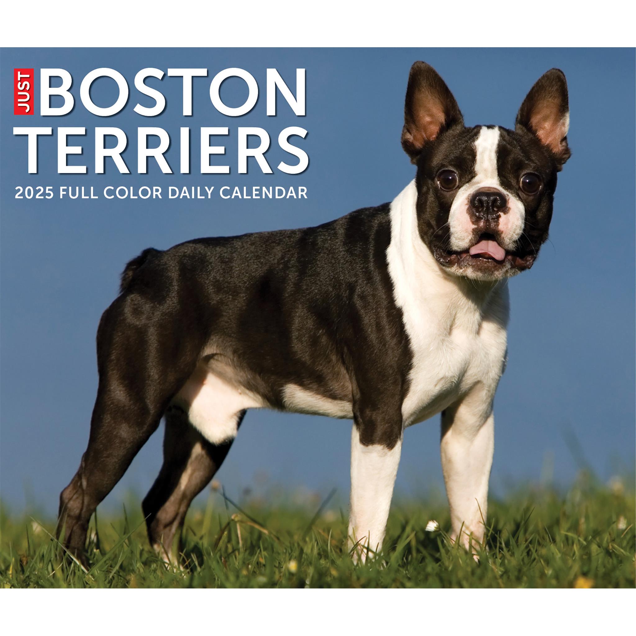 Just Boston Terriers Box 2025 Calendar - Online Exclusive