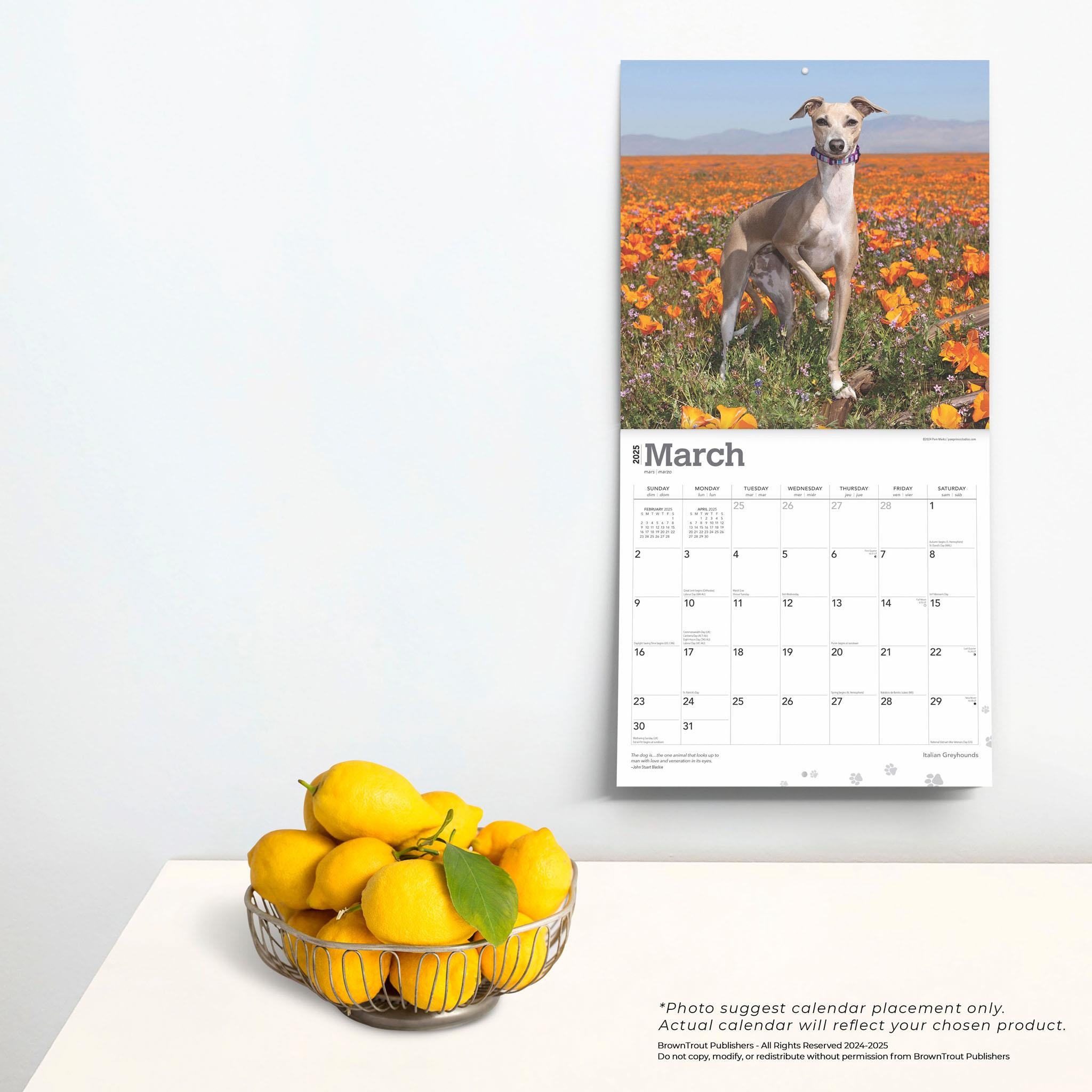 Italian Greyhounds Wall 2025 Calendar - Online Exclusive