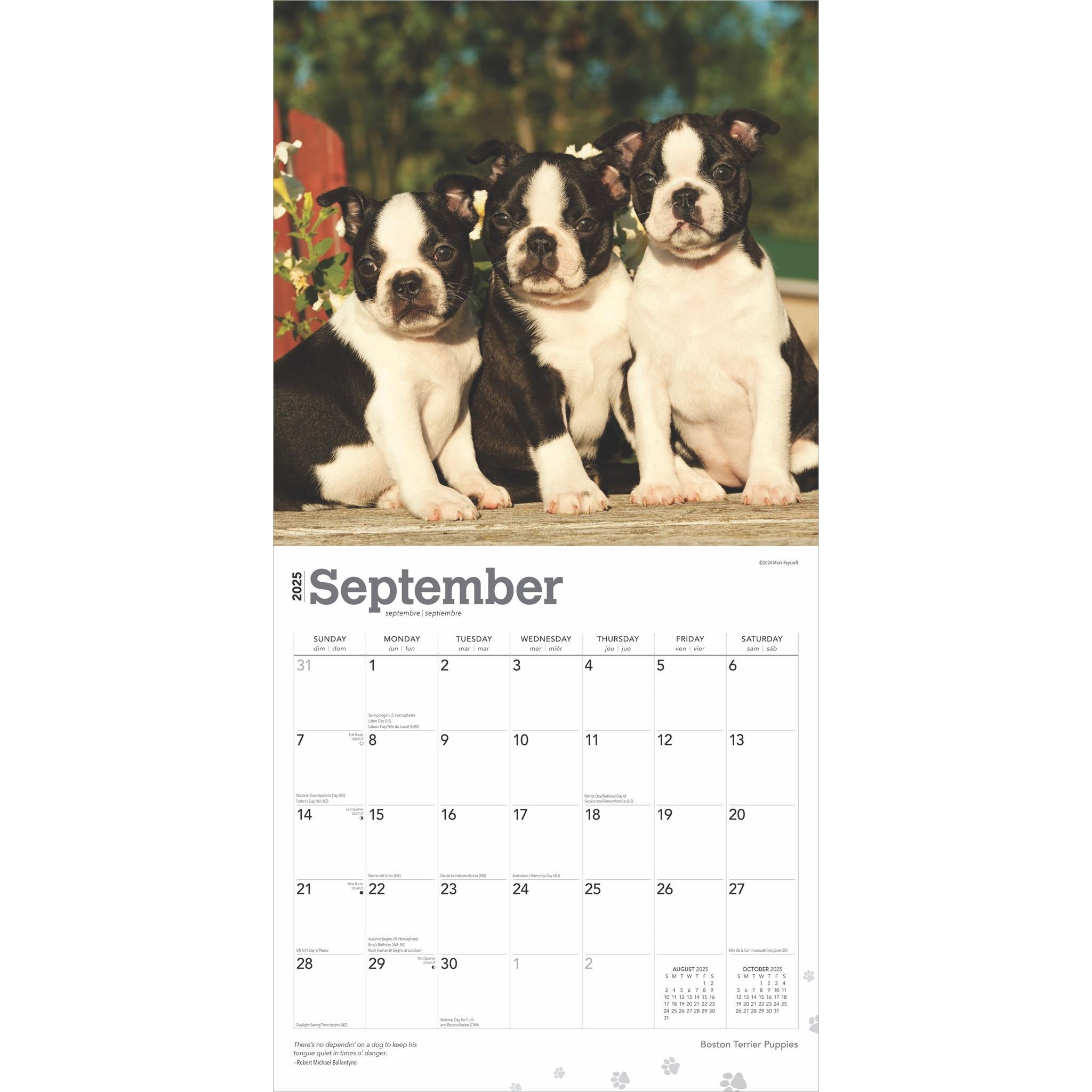 Boston Terrier Puppies Wall 2025 Calendar - Online Exclusive