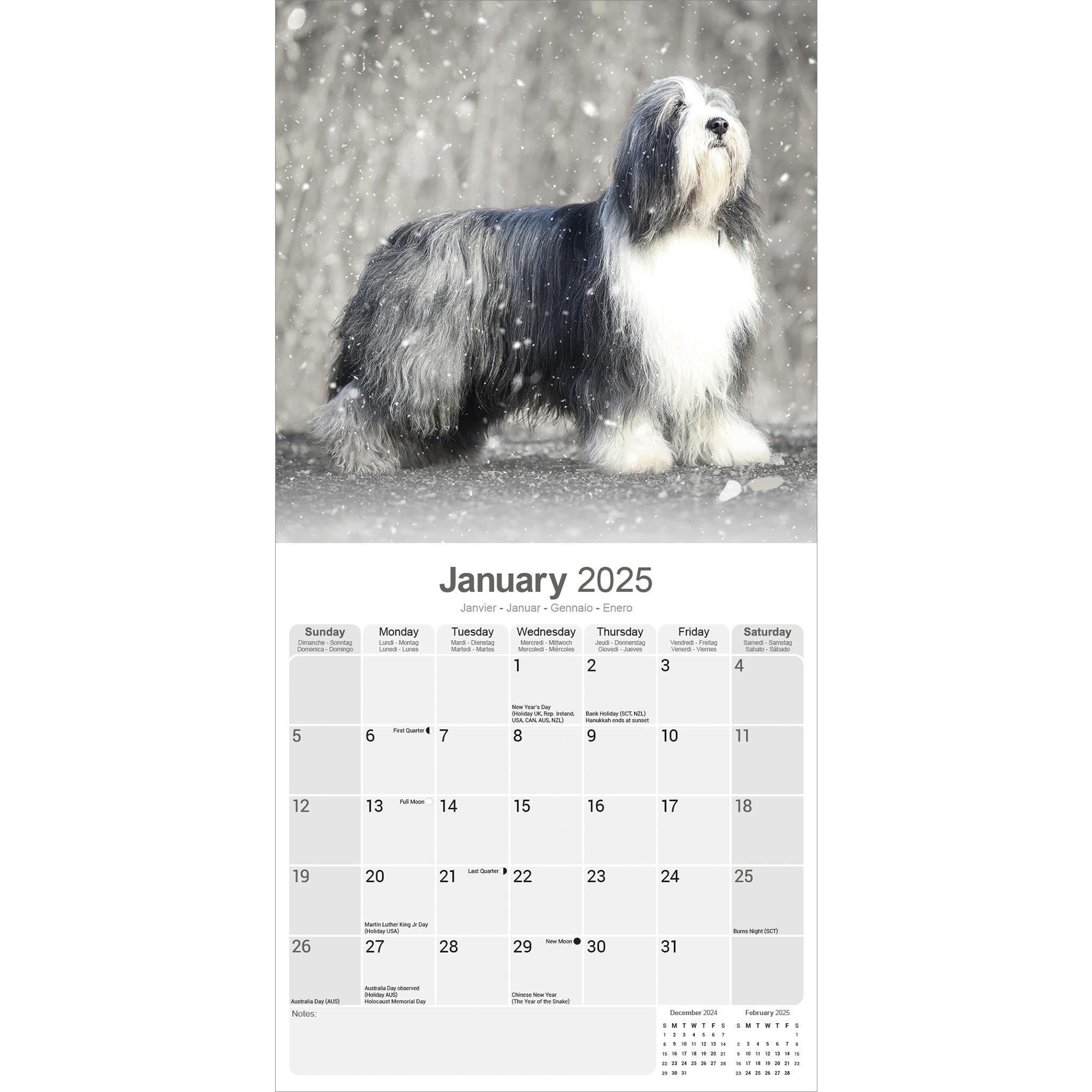 Bearded Collie Wall 2025 Calendar - Online Exclusive