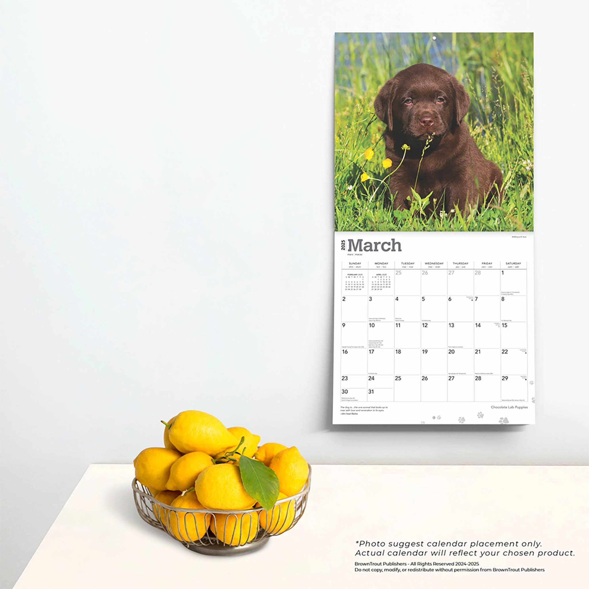 Lab Chocolate Puppies Wall 2025 Calendar