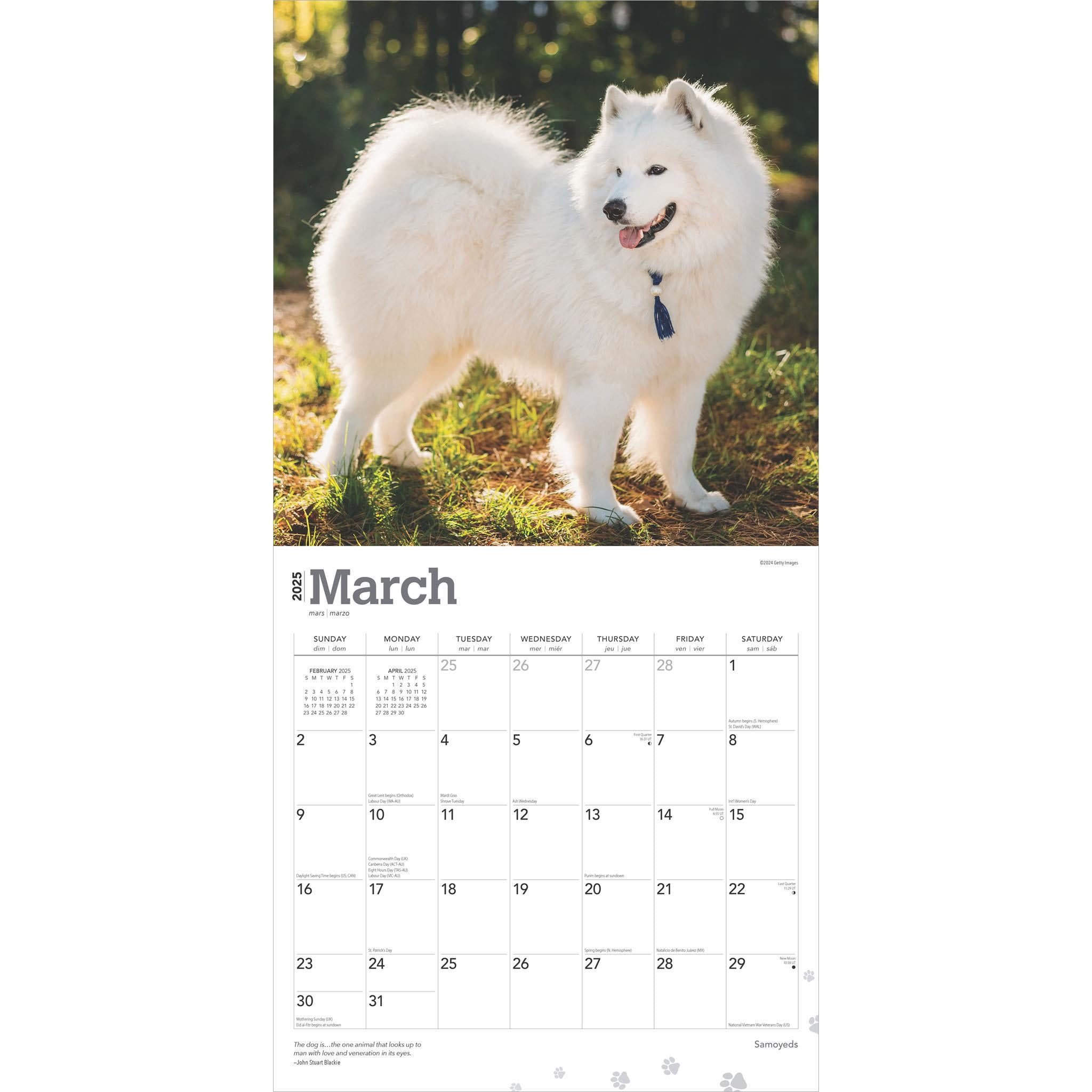 Samoyeds Wall 2025 Calendar