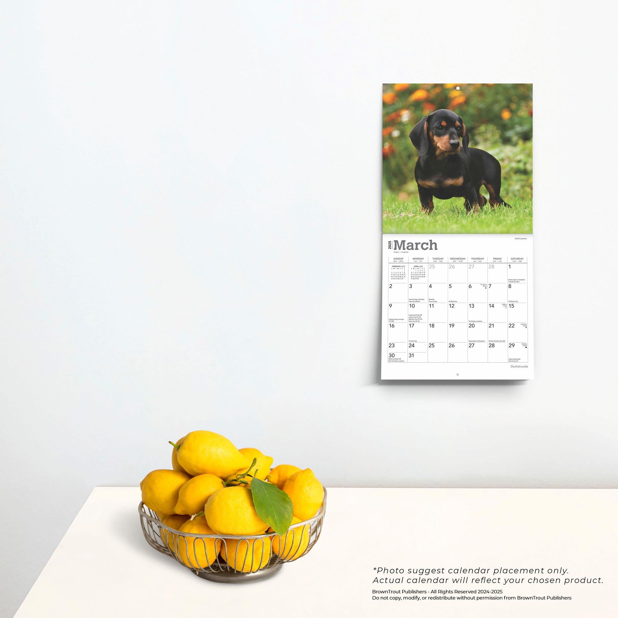 Dachshunds Mini 2025 Calendar - Online Exclusive