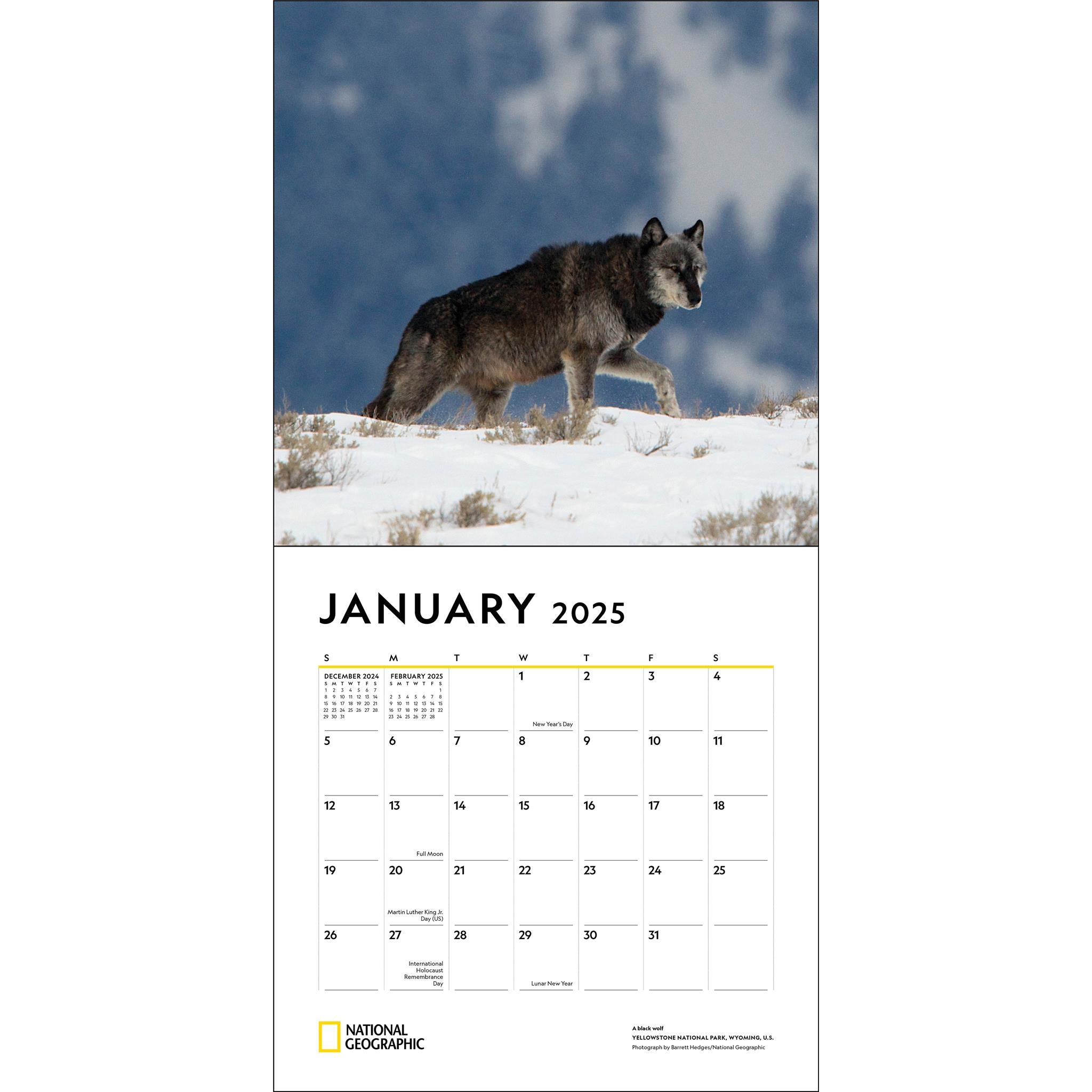 Wolves National Geographic Wall 2025 Calendar